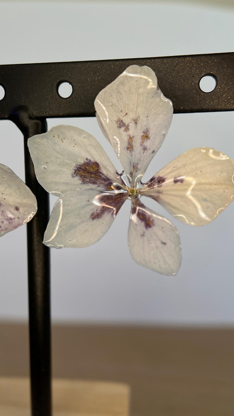 Pretty - Hortensia especial 