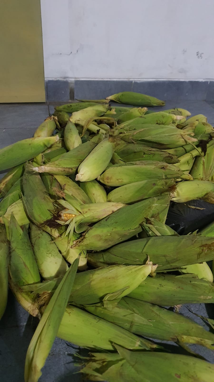 Jagung Manis HIBRIDA DAFINA-F1