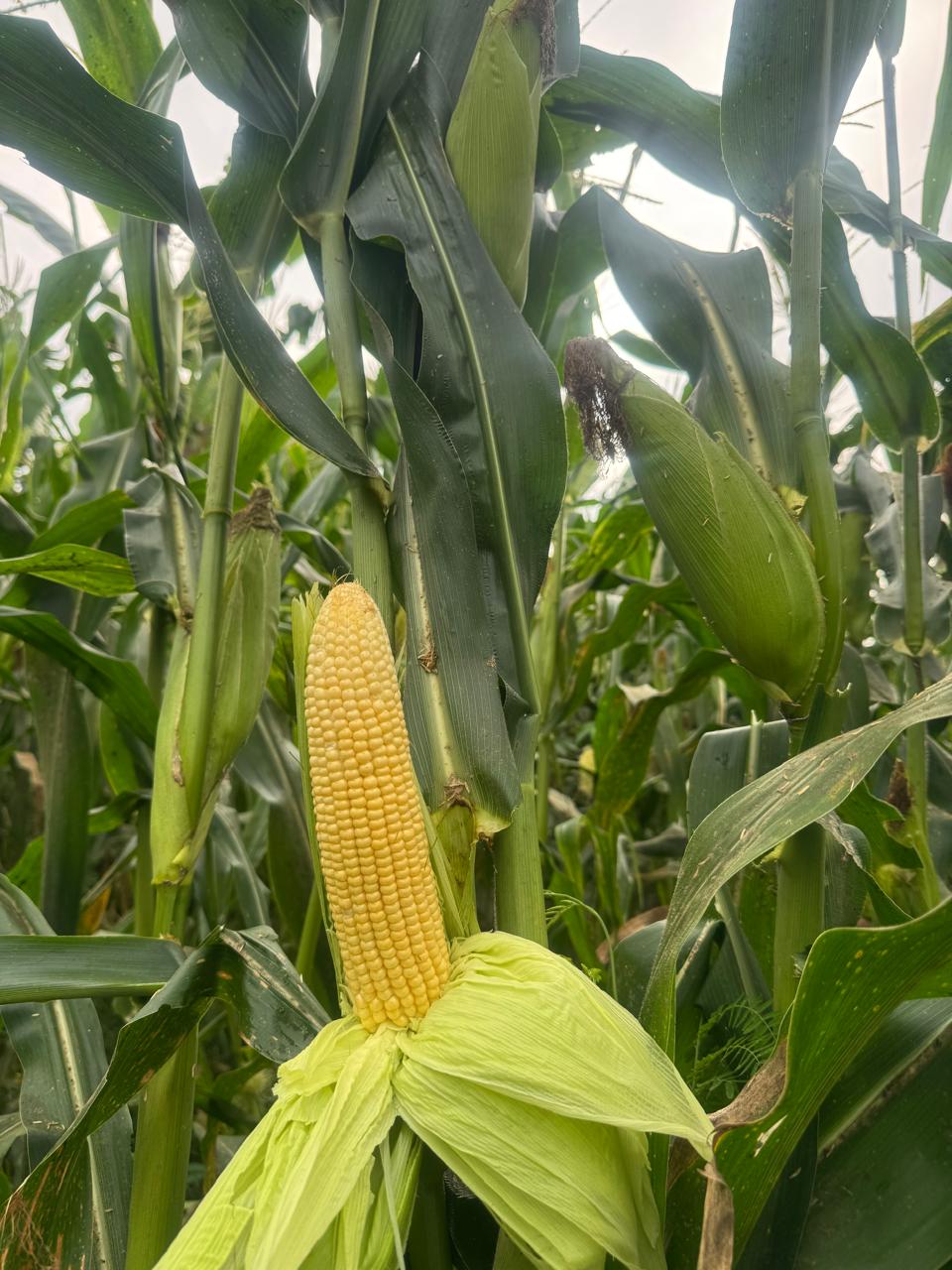 Jagung Manis "NUSA"