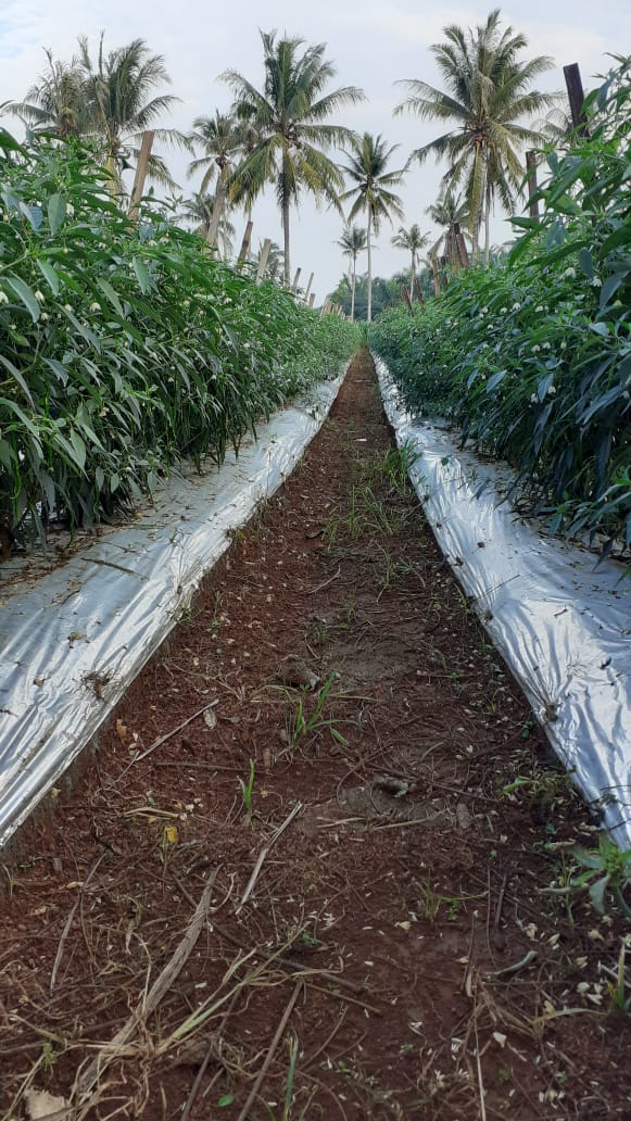  Cabe Keriting "WITAVI-F1"