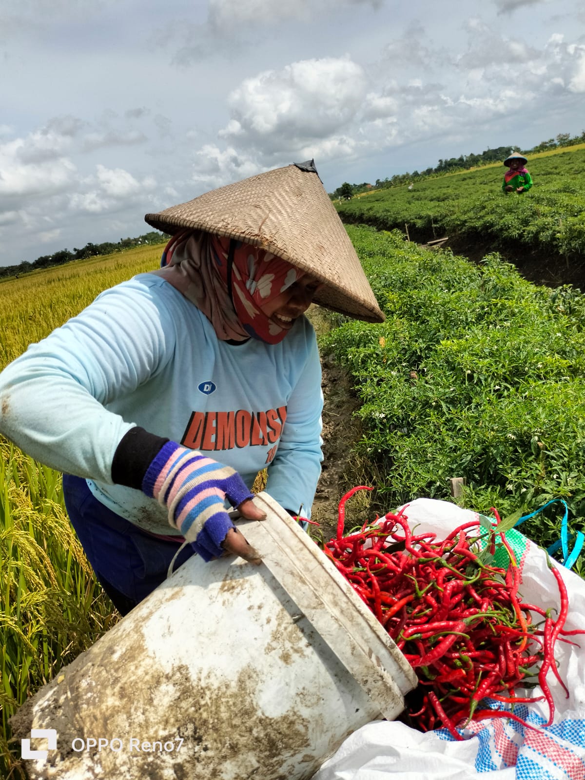  Cabe Keriting "WITAVI-F1"