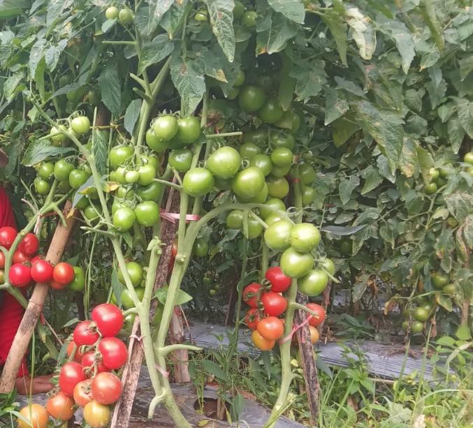 Tomat Hibrida "L-TAVI F1"