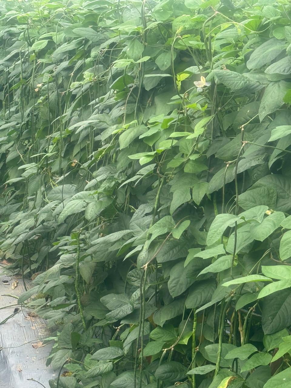 Kacang Panjang "GROZ-Tavi"