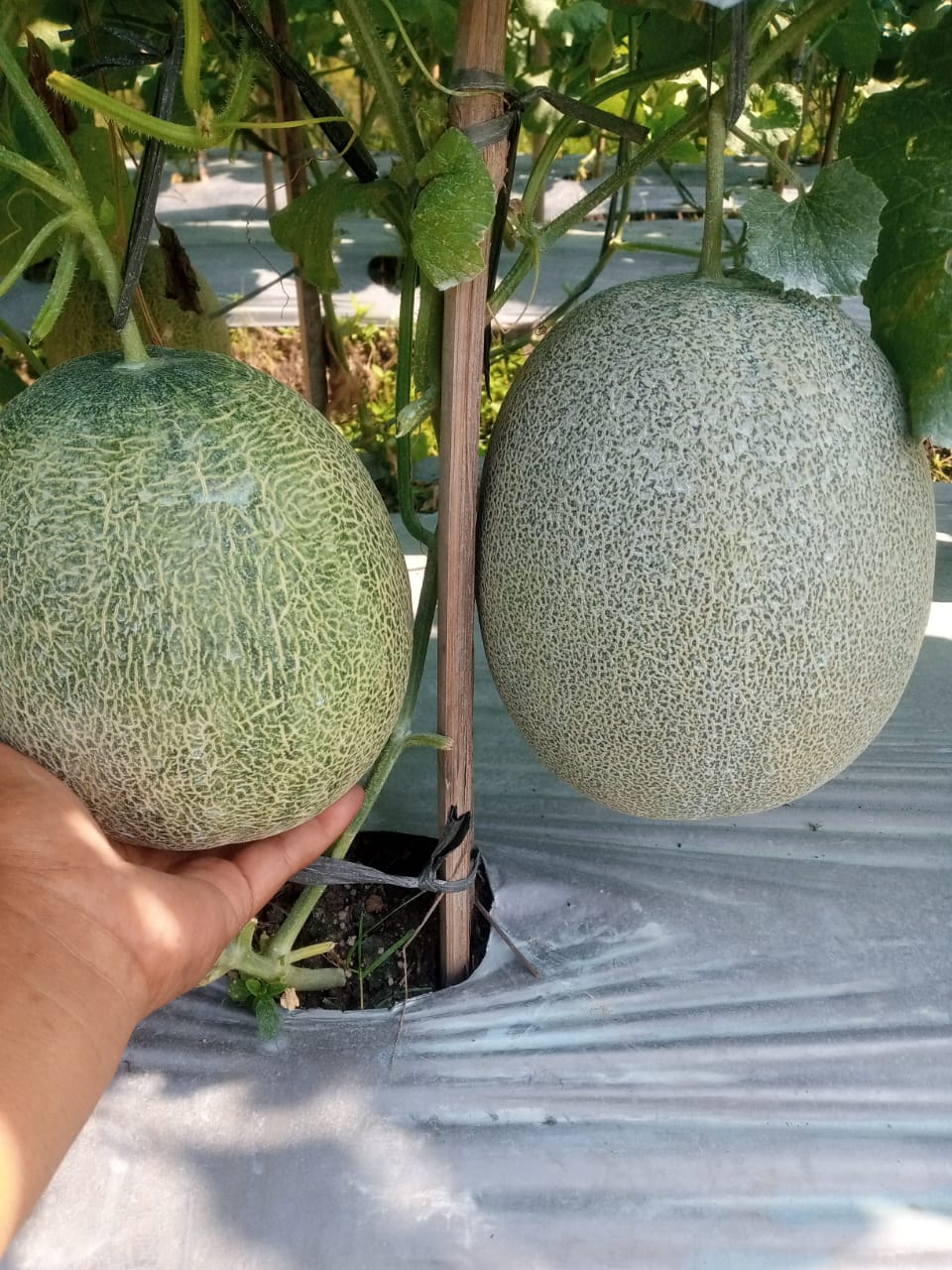 Melon Orange Hibrida " MARSELINO F1"