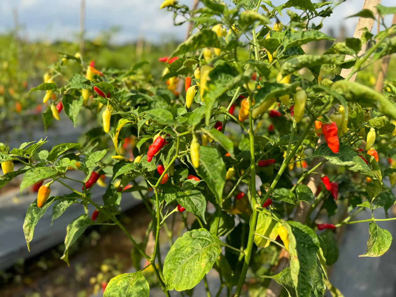 Cabe Rawit "THING PRENTUL"