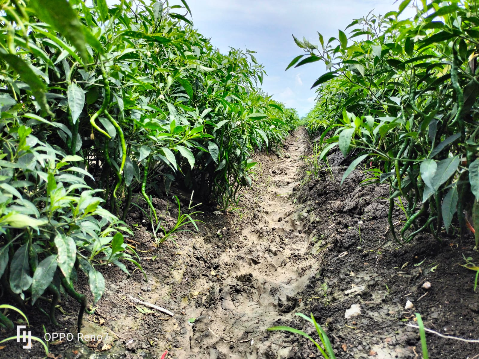  Cabe Keriting "WITAVI-F1"