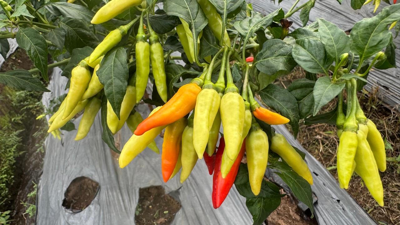 Cabai Rawit "ORI LEBAT"