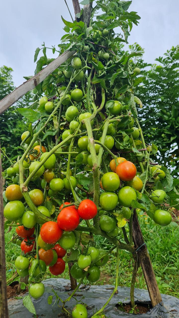 Tomat Hibrida "L-TAVI F1"