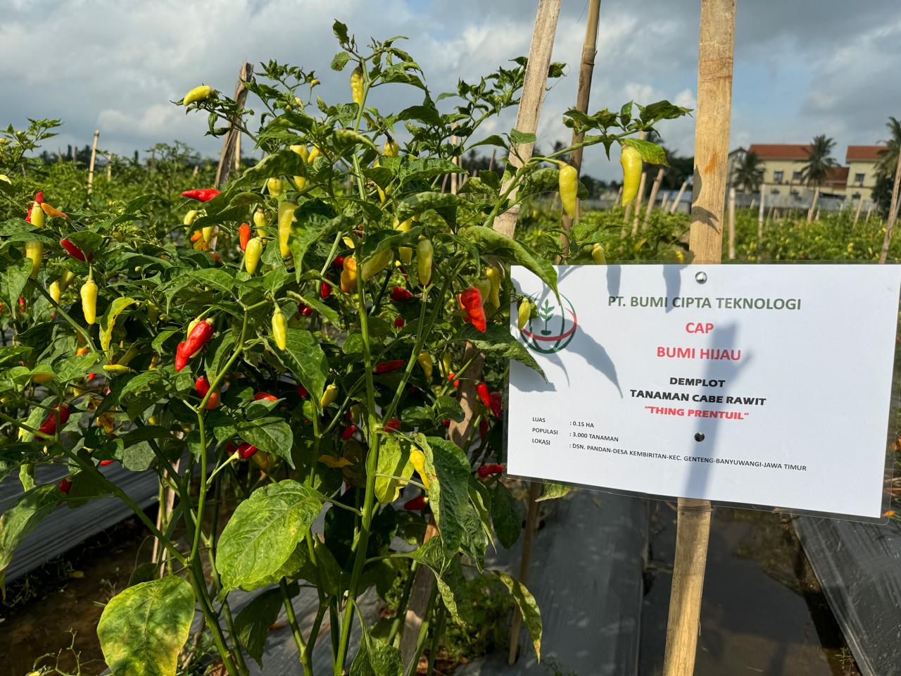 Cabe Rawit "THING PRENTUL"