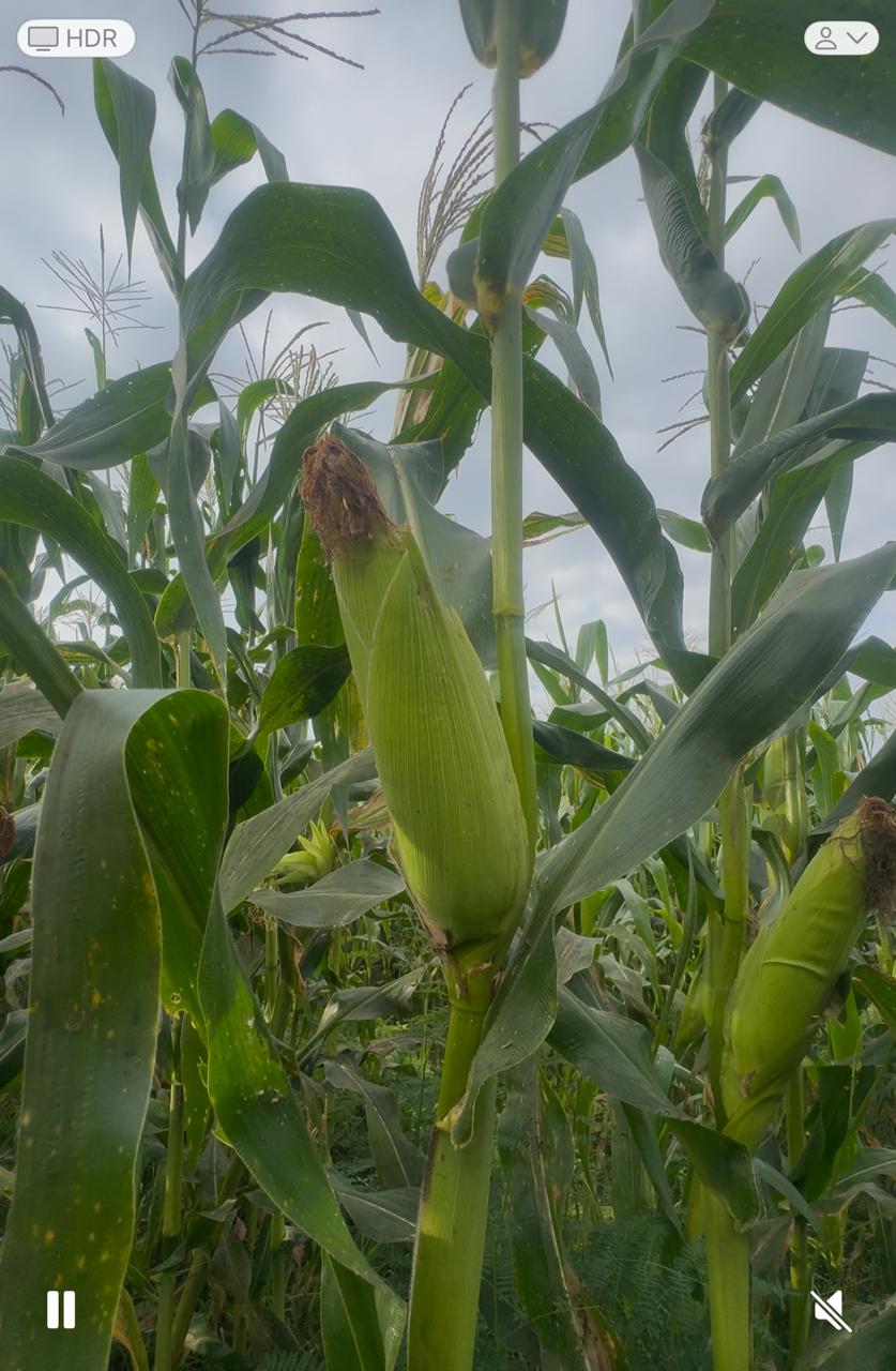Jagung Manis "NUSA"