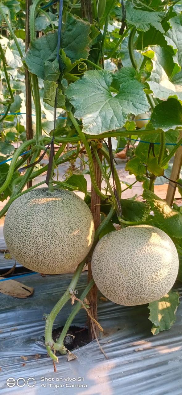 Melon Hibrida "GAMA-F1"
