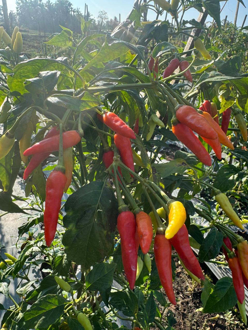 Cabai Rawit "ORI LEBAT"