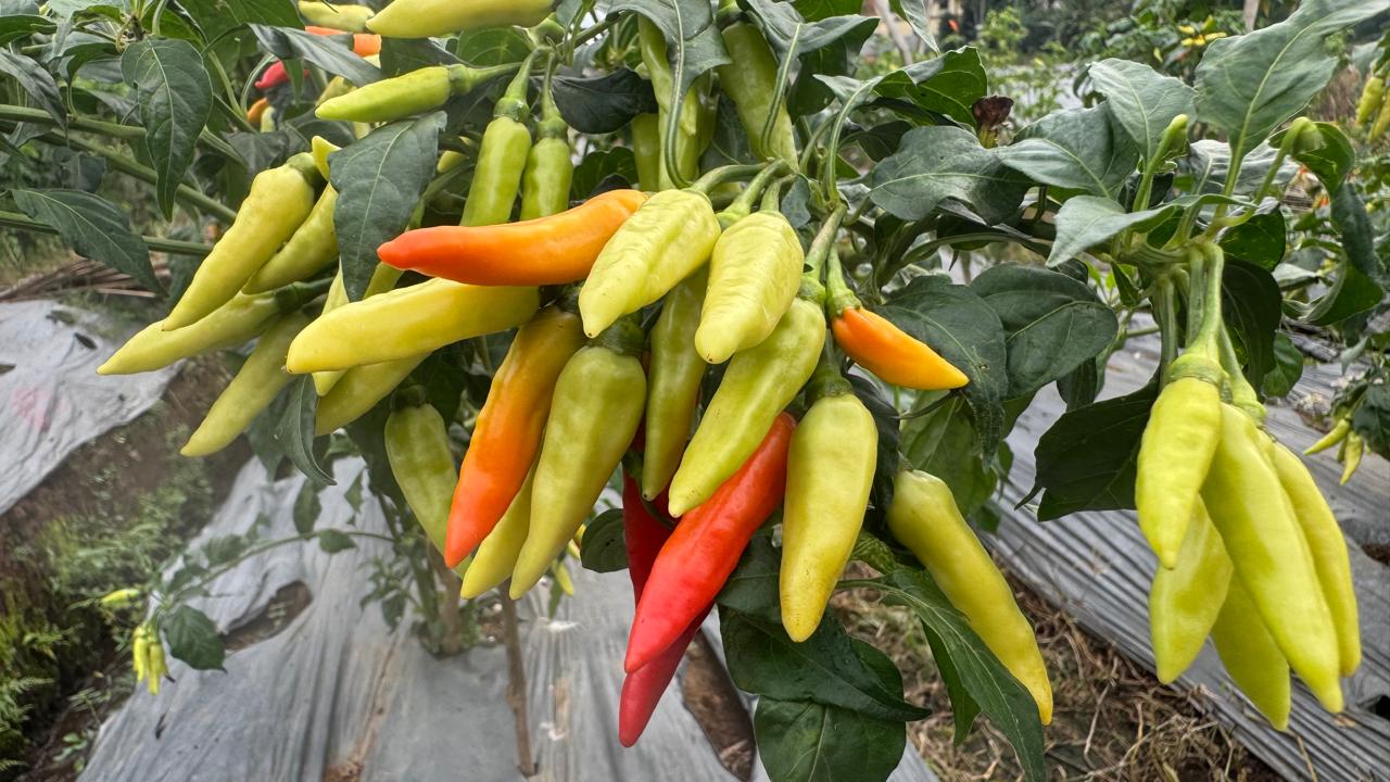 Cabai Rawit "ORI LEBAT"