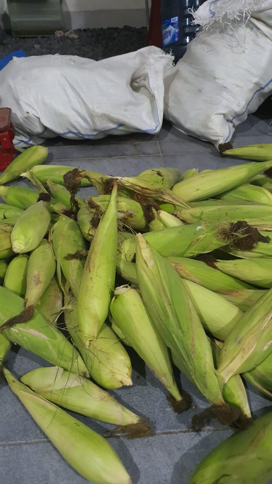 Jagung Manis HIBRIDA DAFINA-F1