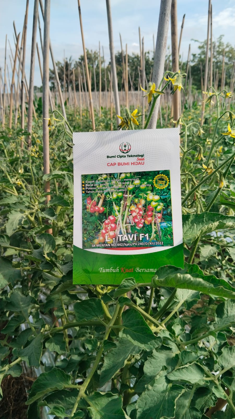 Tomat Hibrida "L-TAVI F1"