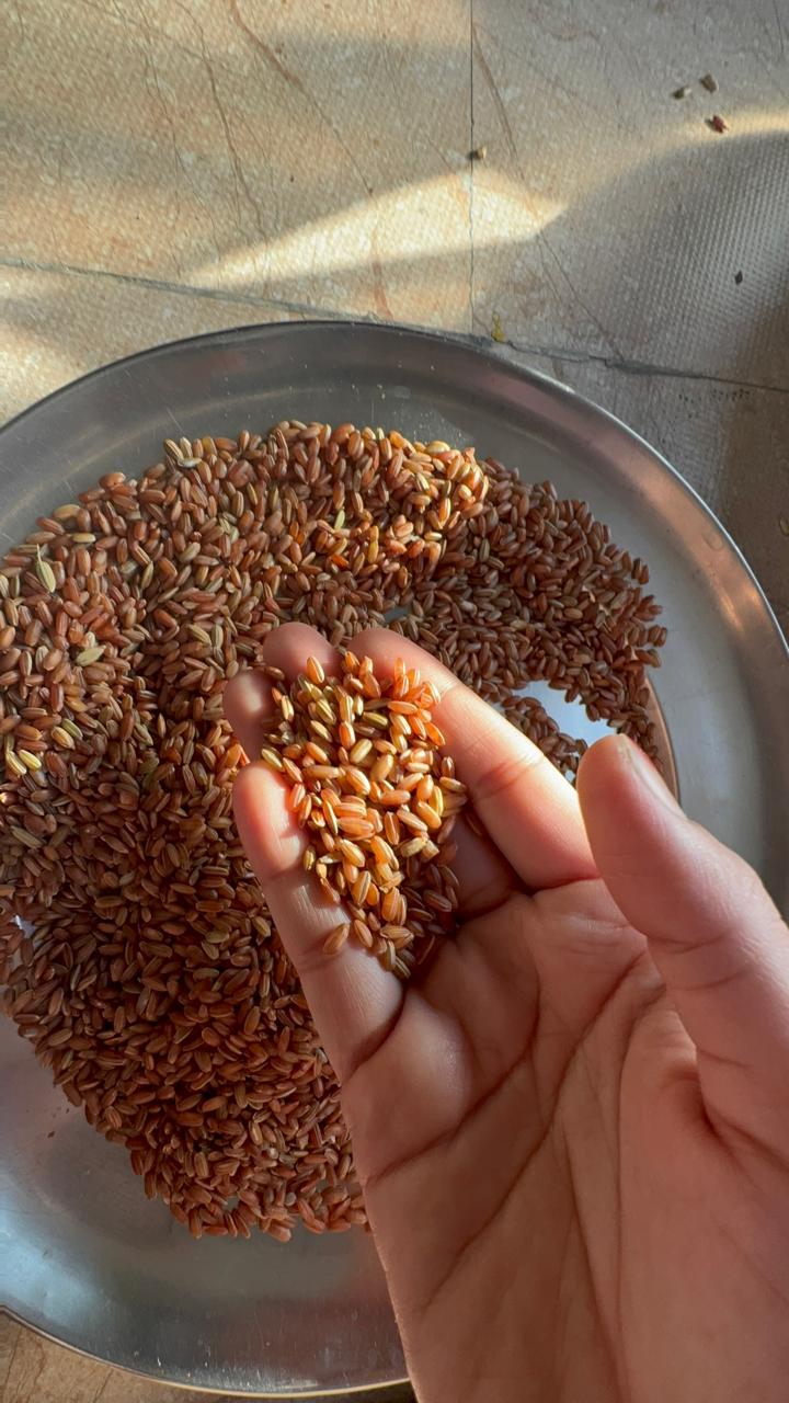 Organic Red Rice | Farm-Fresh Uttarakhand Lal Chawal | Authentic Raw Red Rice