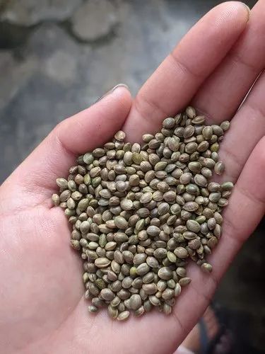Veshak Himalayan Hemp Seeds | Bhangeera Seeds from Uttarakhand | Aromatic Spice for Chutney & Cooking | Naturally Sourced