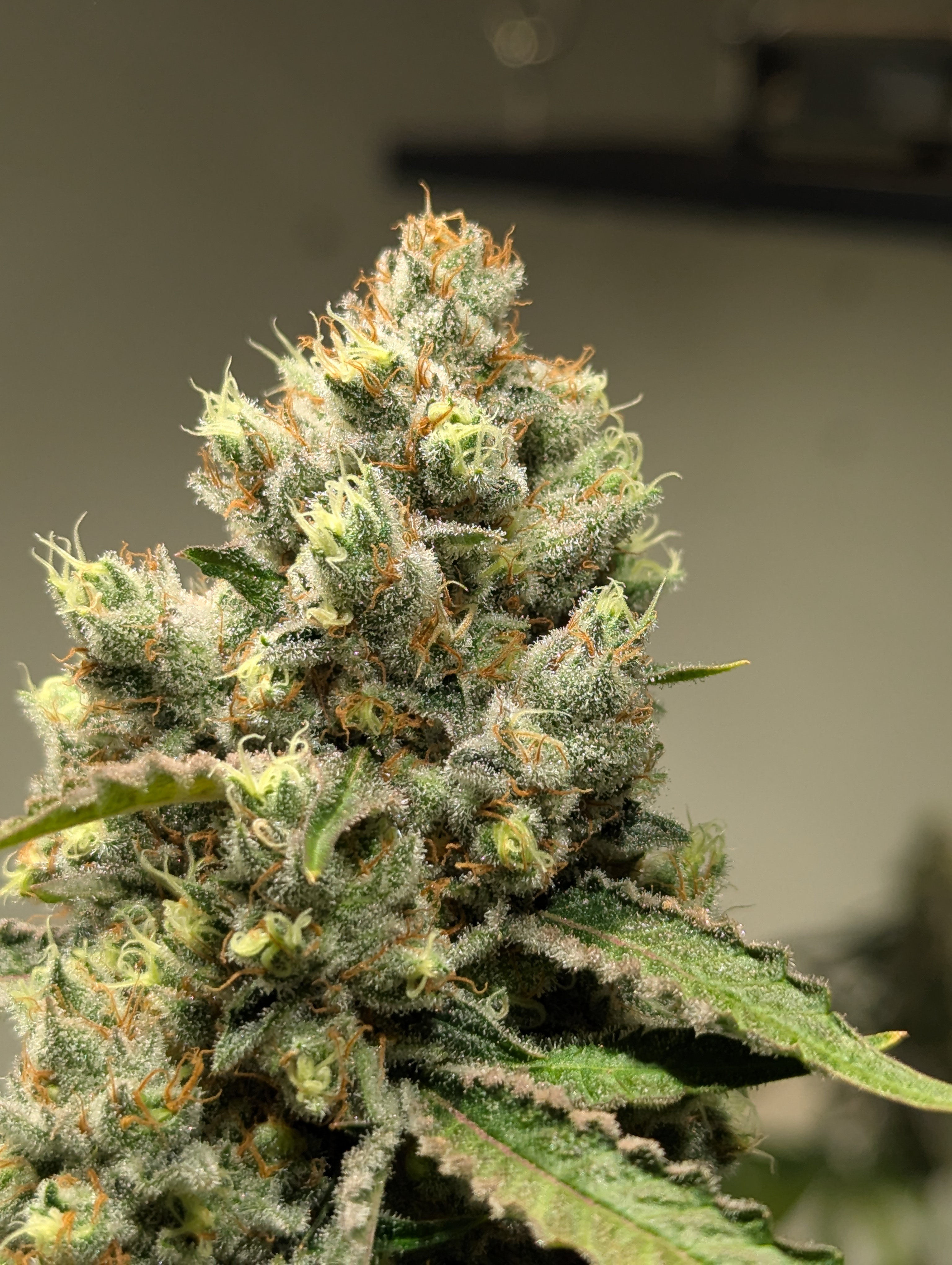 Nueva Línea:          54 MELONES S1 🚺99% Fem.