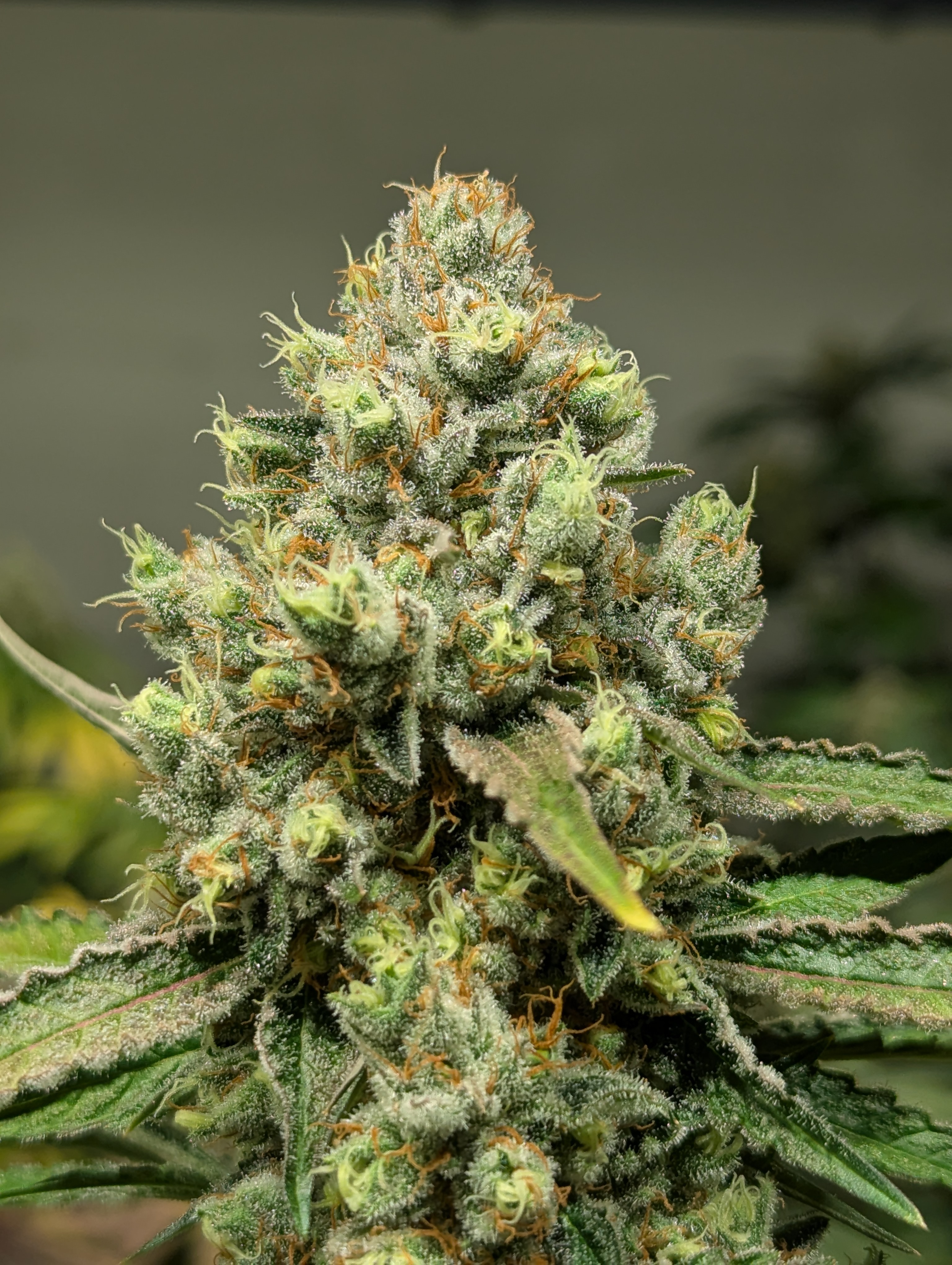 Nueva Línea:          54 MELONES S1 🚺99% Fem.