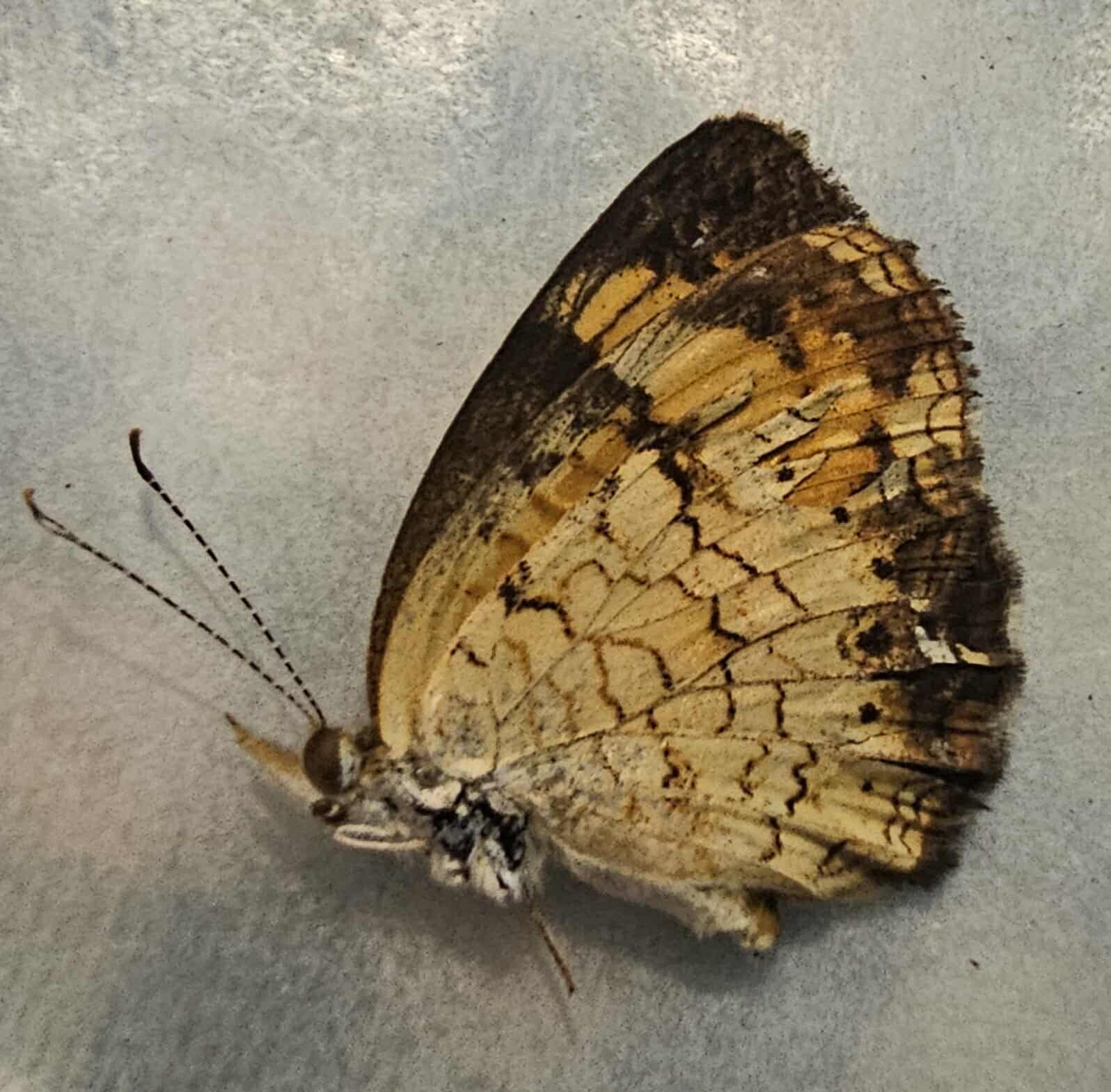 Phyciodes tharos (Pearl Crescent)