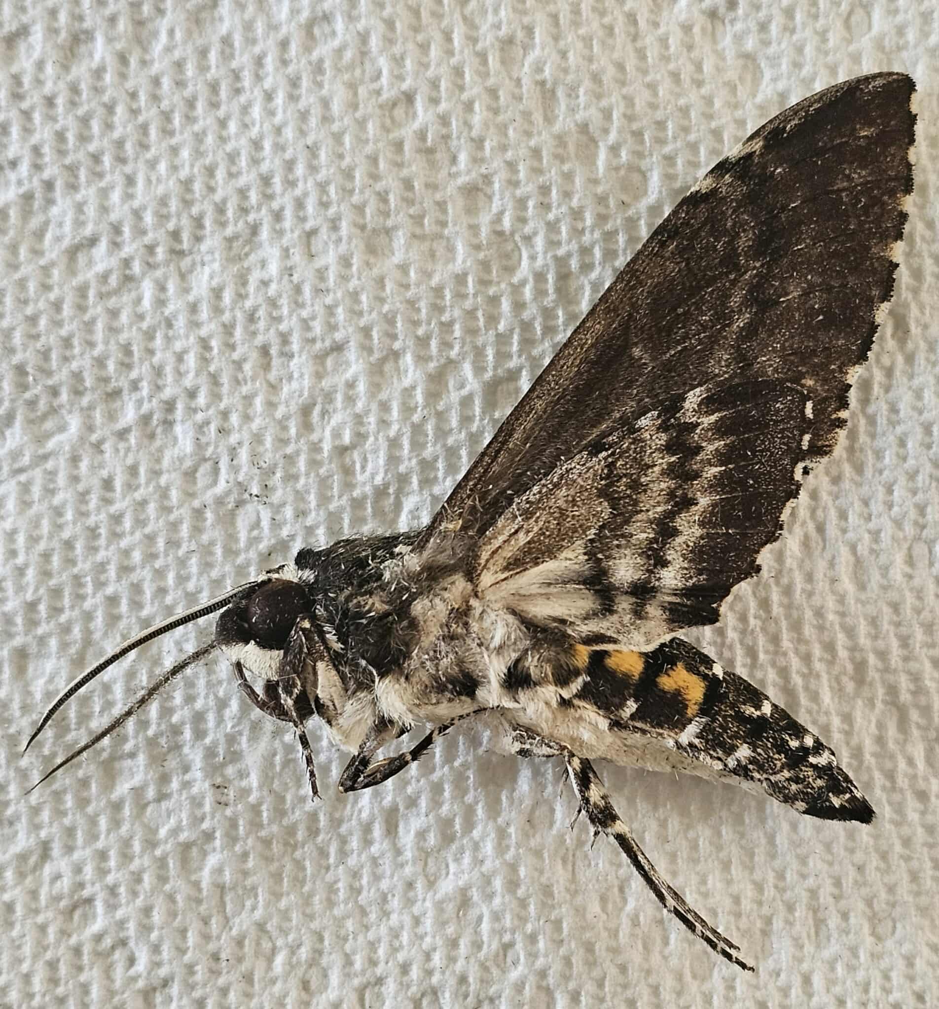 Manduca rustica (Rustic Sphinx)