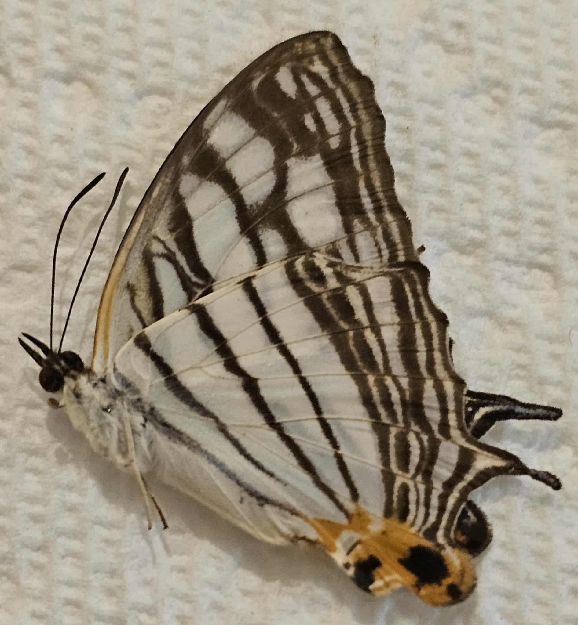 Cyrestis (maenalis?)