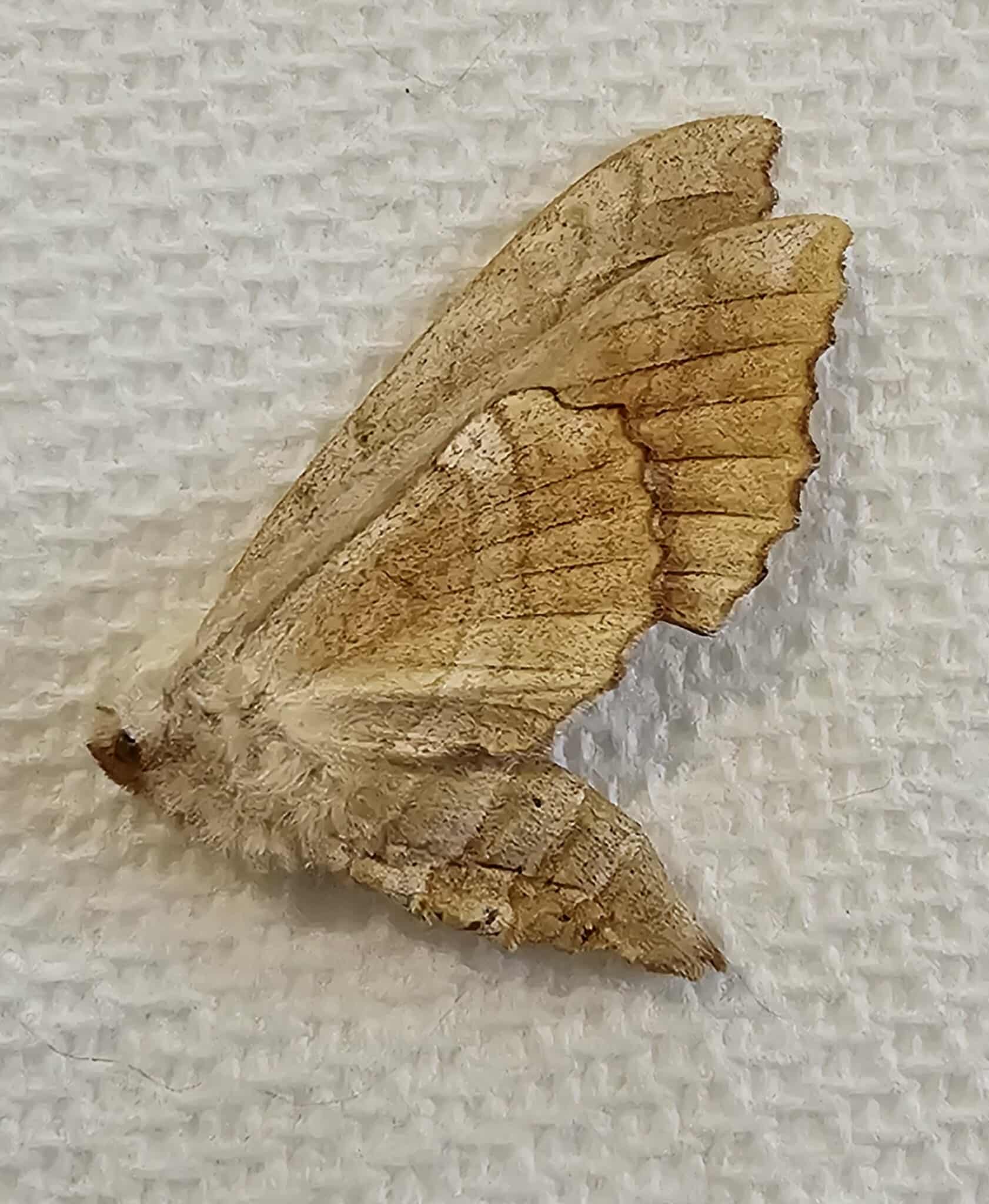 Amorpha juglandis (Walnut Sphinx)