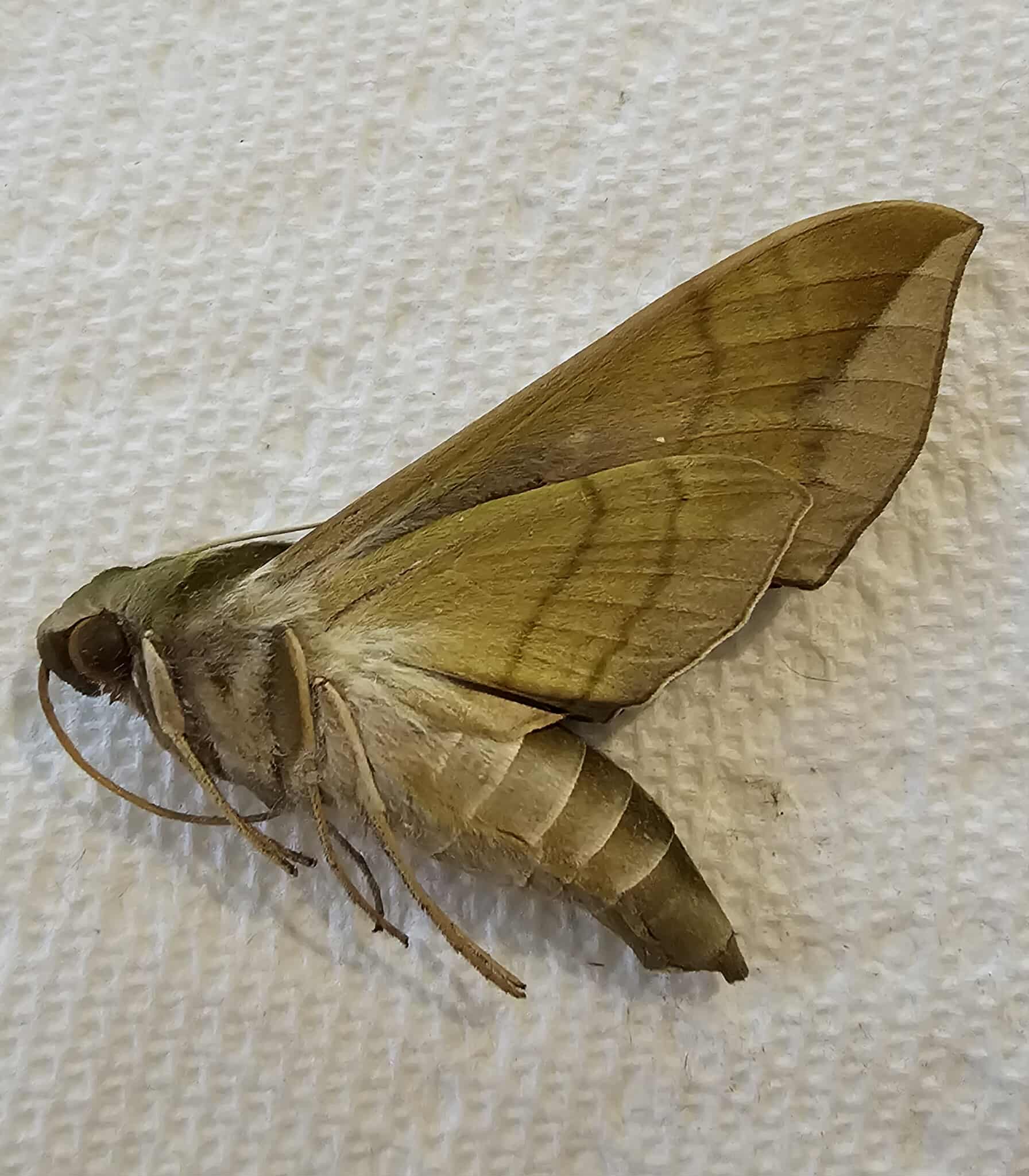 Eumorpha pandorus (Pandorus Sphinx)