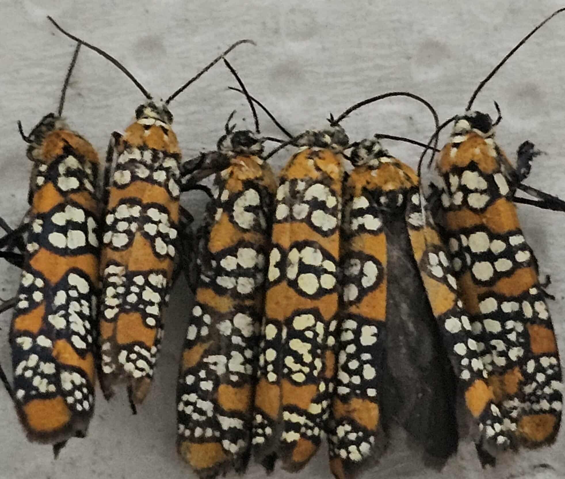 Atteva aurea (x6) (Ailanthus Webworm Moth)