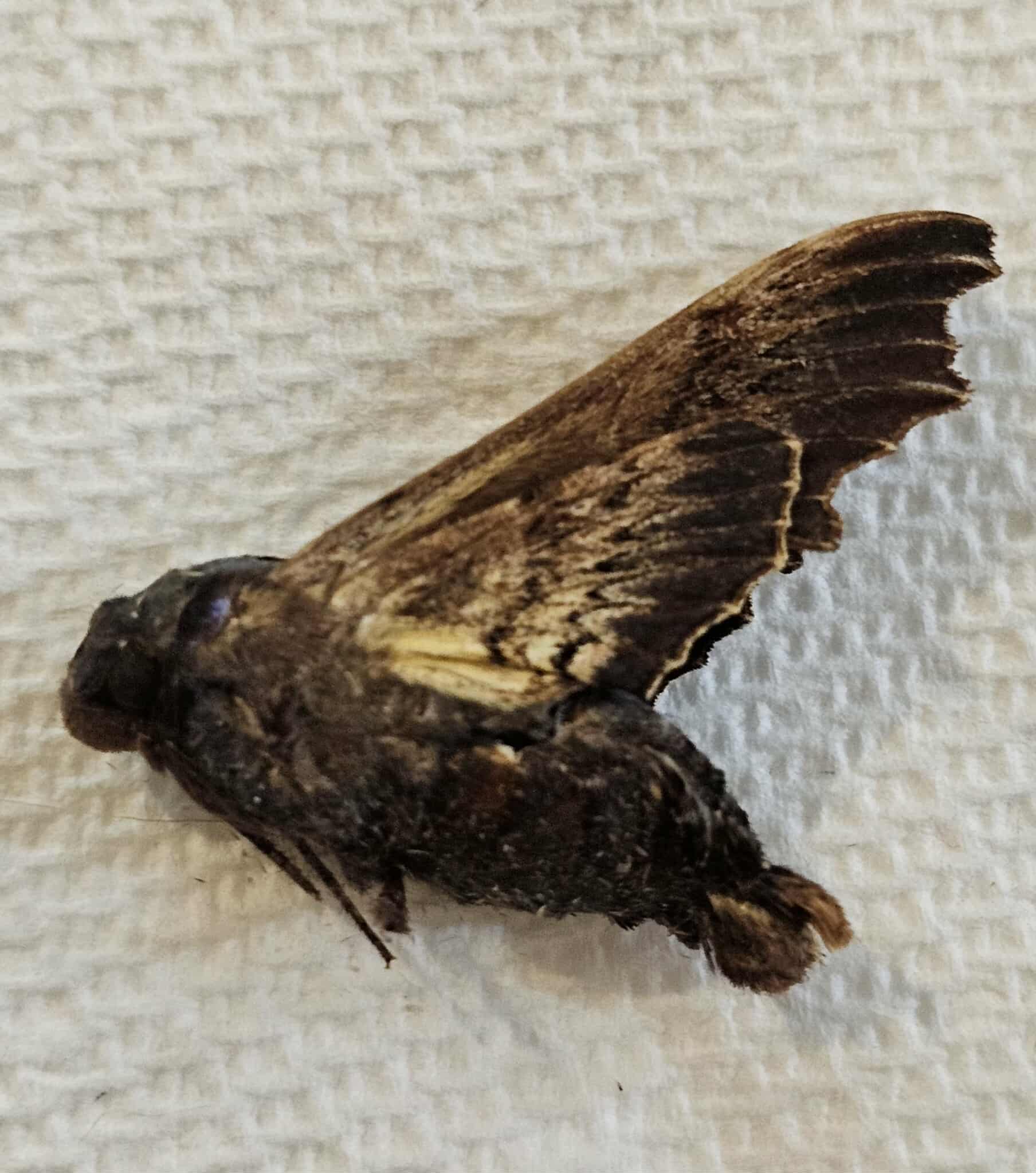 Sphecodina abbottii (Abbott's Sphinx)