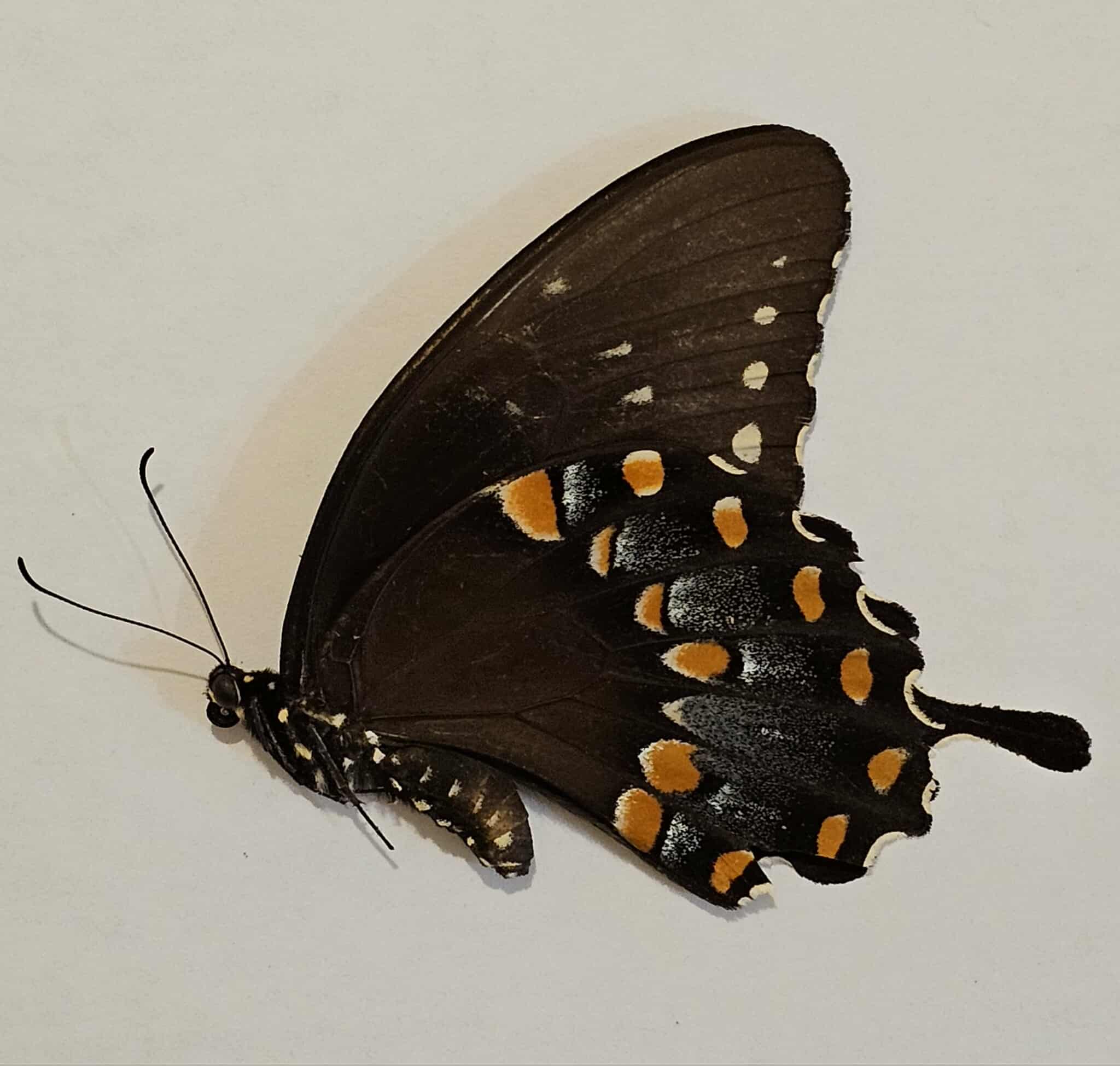 Papilio troilus (female) Spicebush Swallowtail 