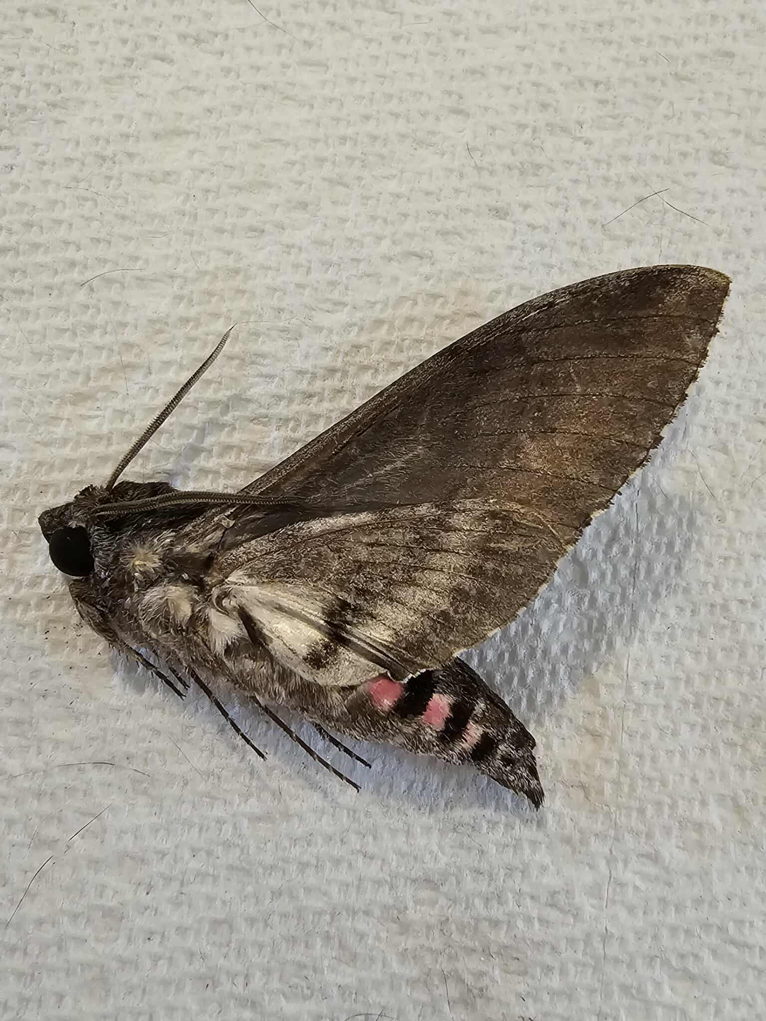Fresh Frozen Agrius cingulata (male) Pink Spotted Sphinx
