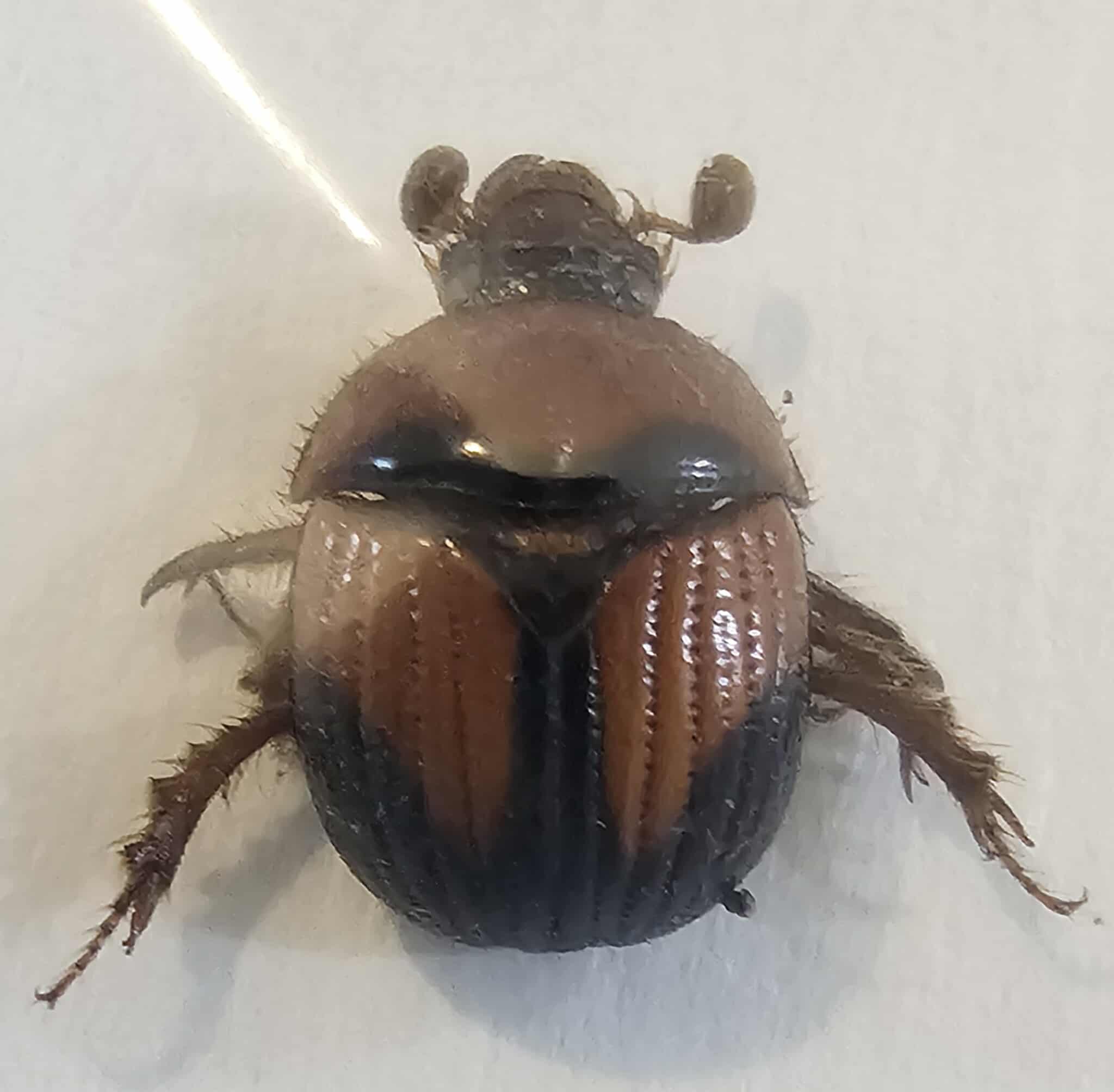 Bolbocerosoma farctum