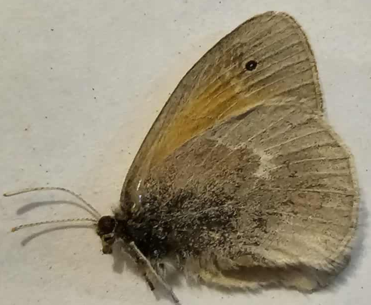 Coenonympha inornata (Inornate Ringlet)