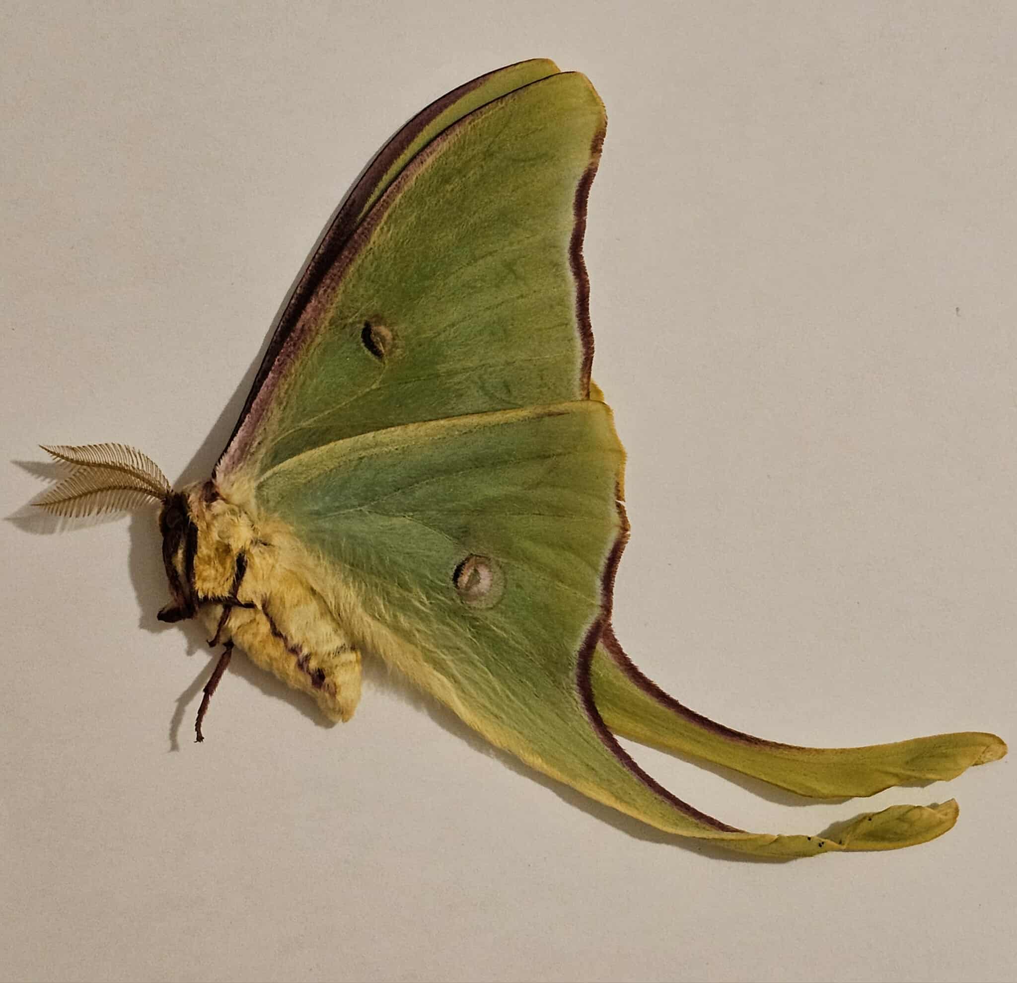 Actias luna (male) Luna Moth 