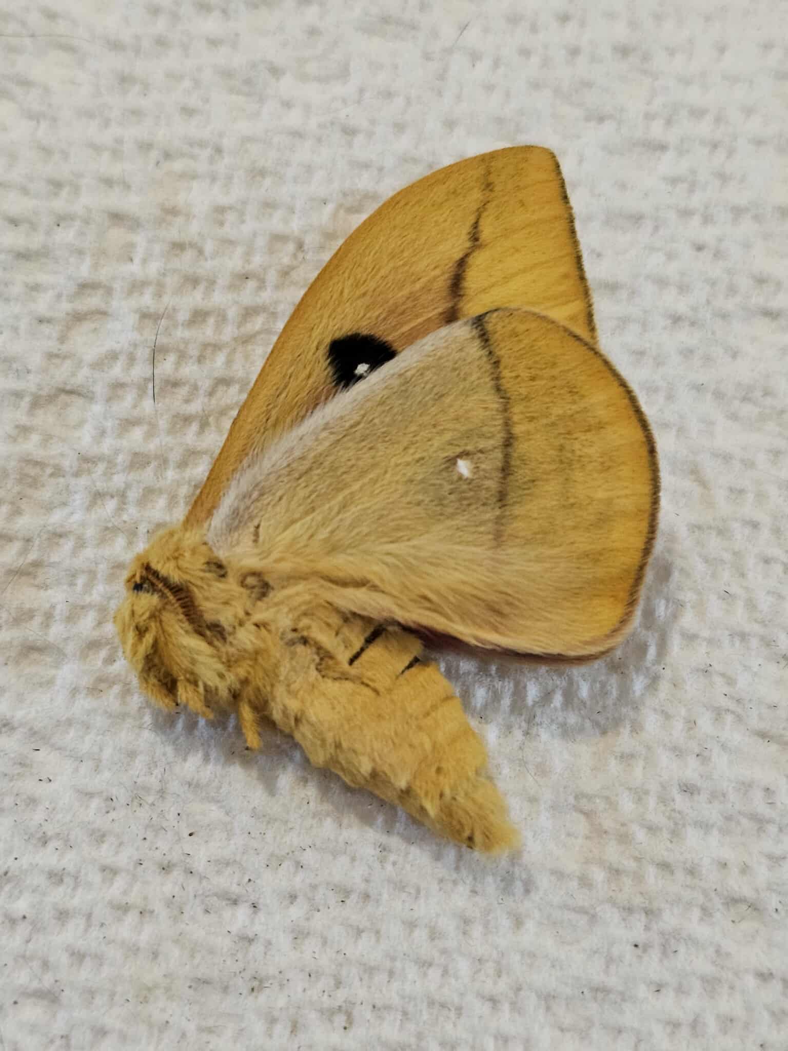 Fresh Frozen Automeris io (male) Io Moth