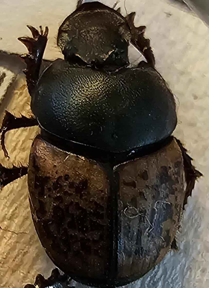 Onthophagus sp. (x3)