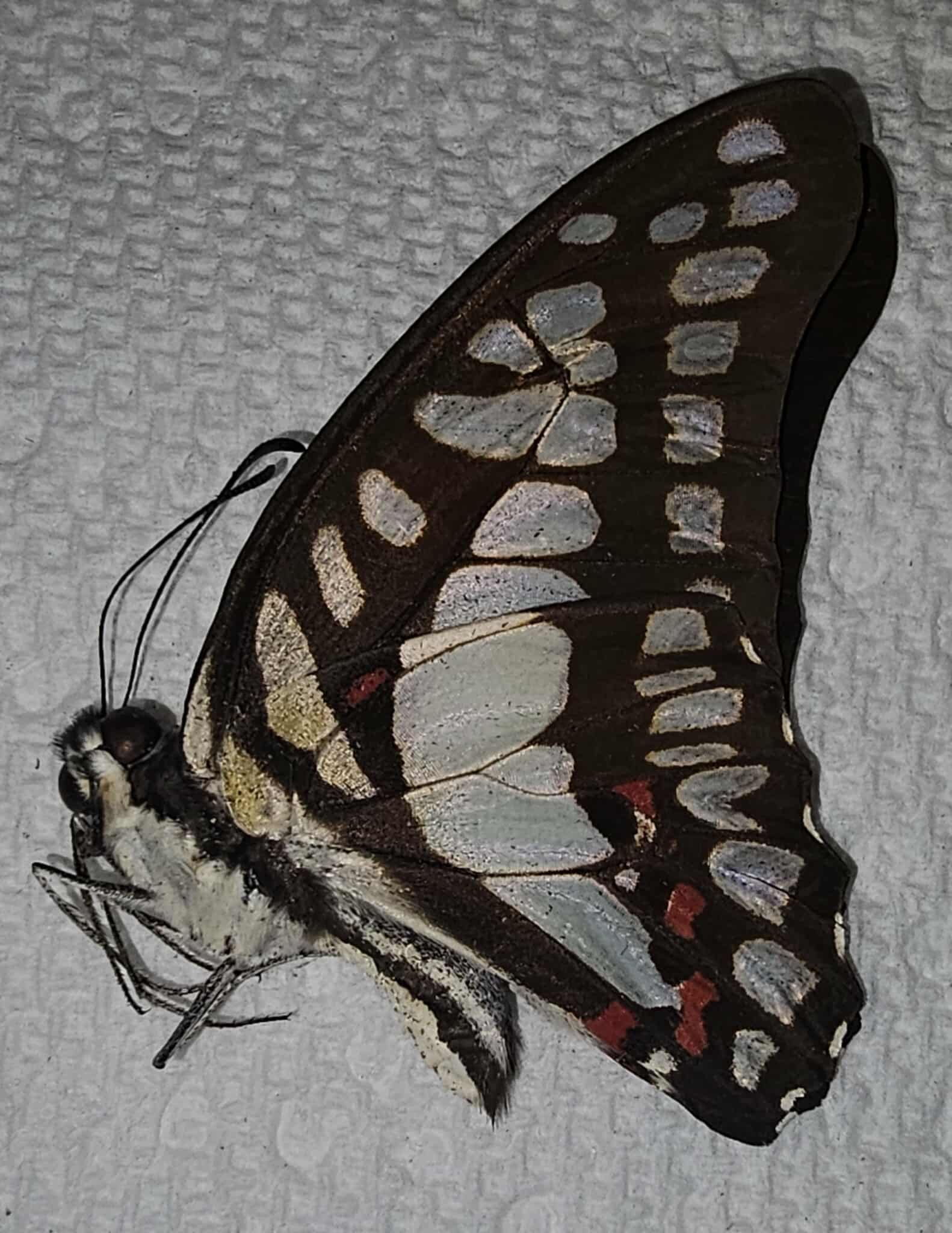 Graphium evemon