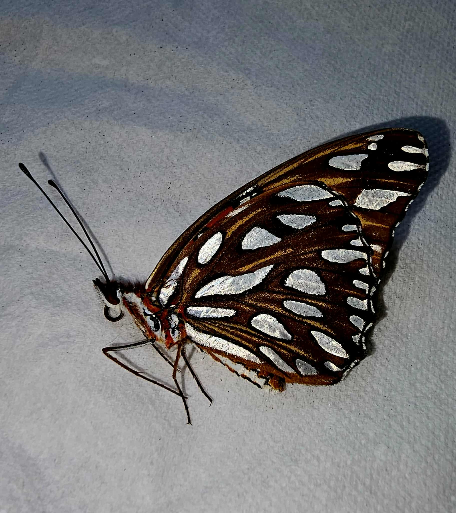 Fresh Frozen Agraulis vanillae (Gulf Fritillary)