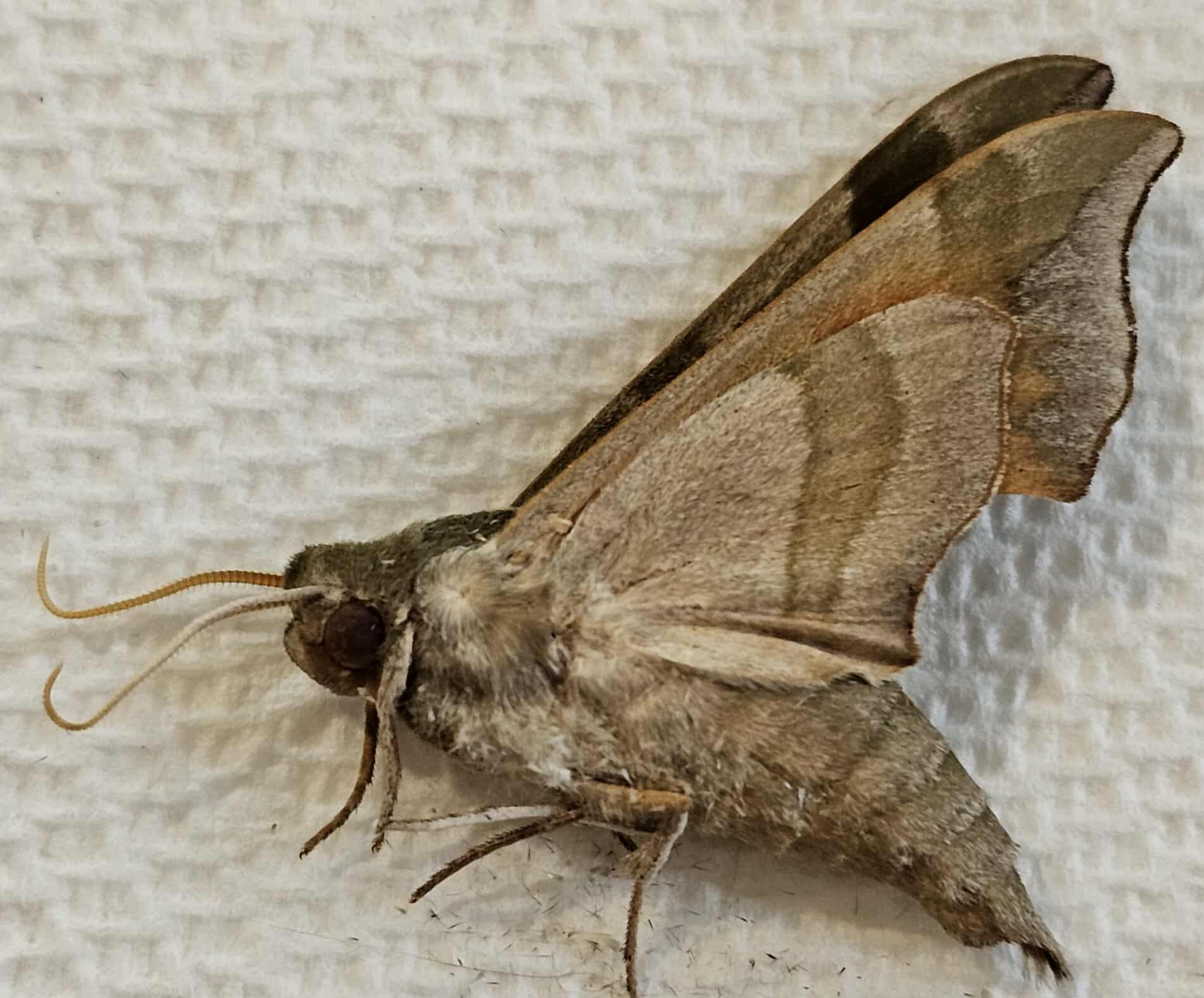 Darapsa Myron (Virginia Creeper Sphinx)