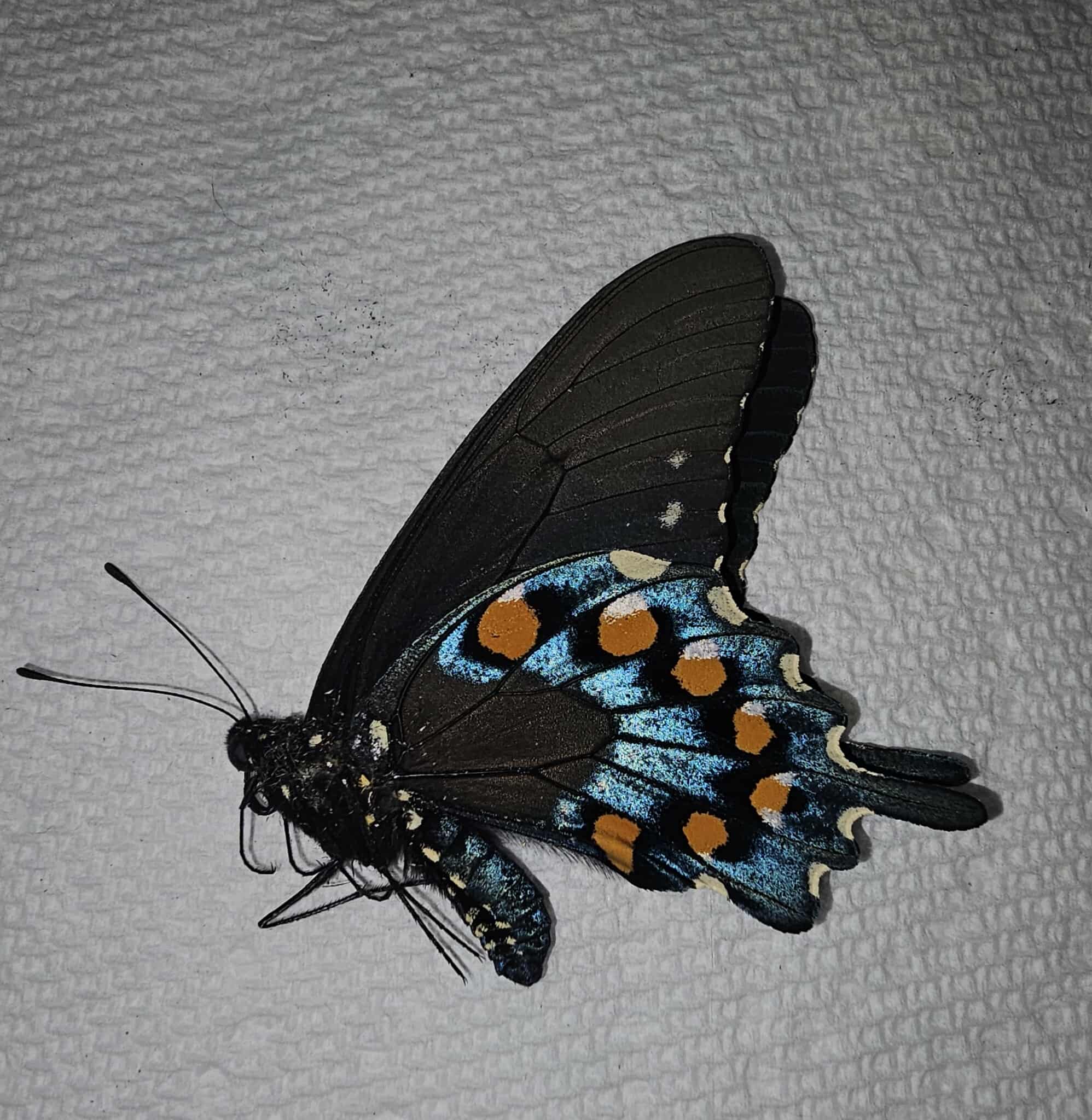 Fresh Frozen Battus philenor female (Pipevine Swallowtail)