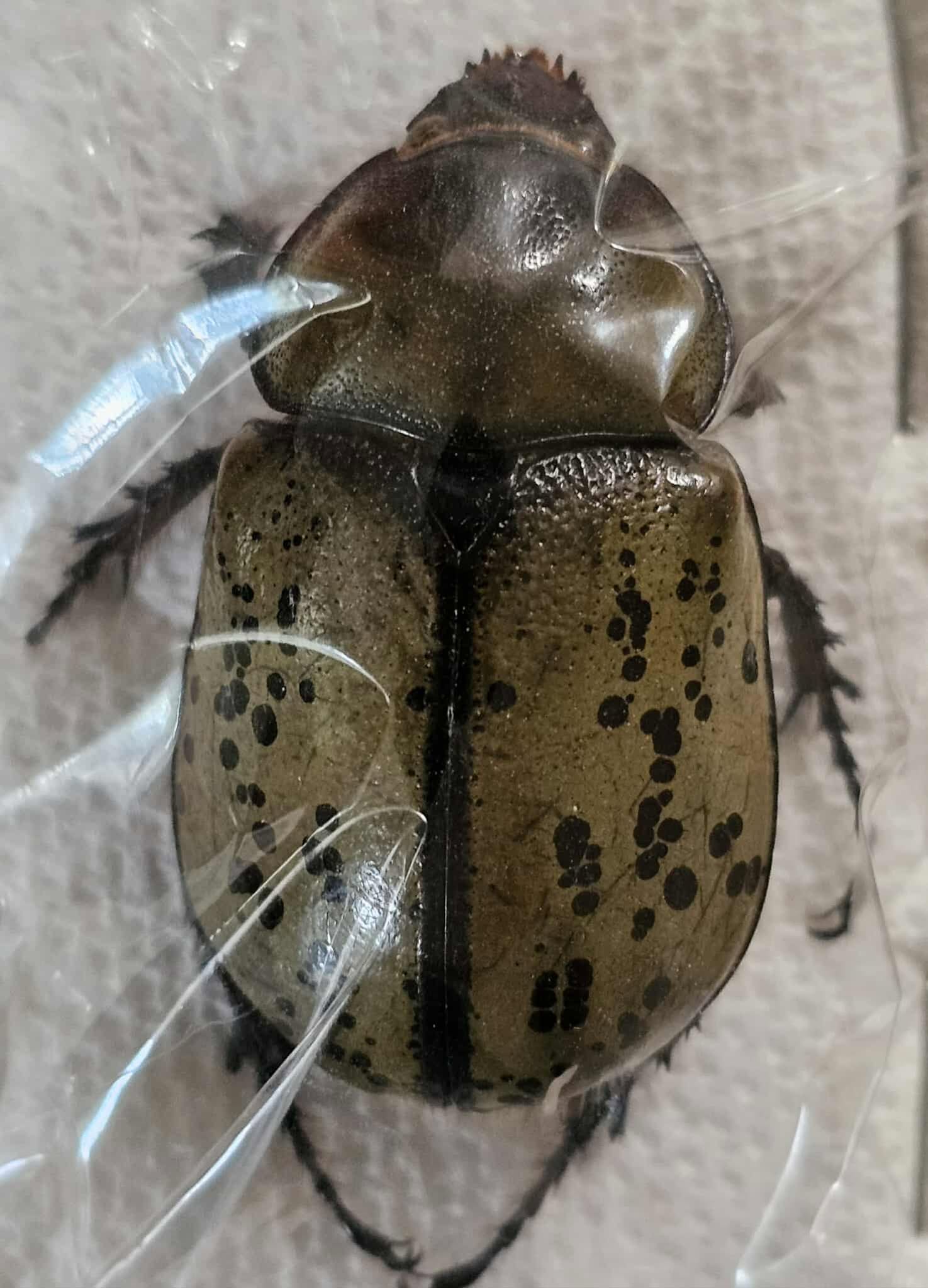 Dynastes tityus (female) 