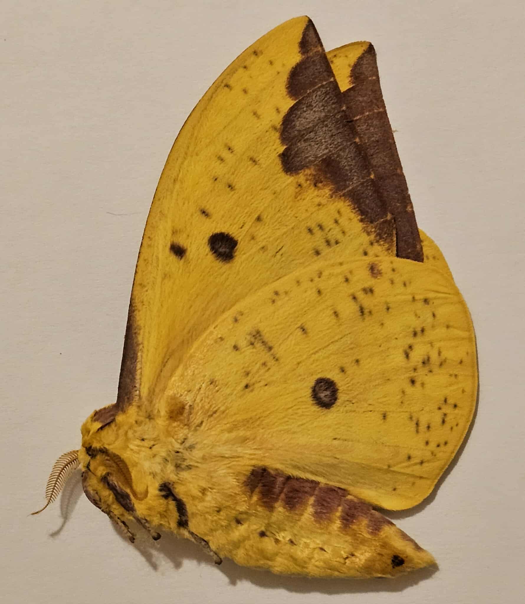 Eacles imperialis (male) Imperial Moth