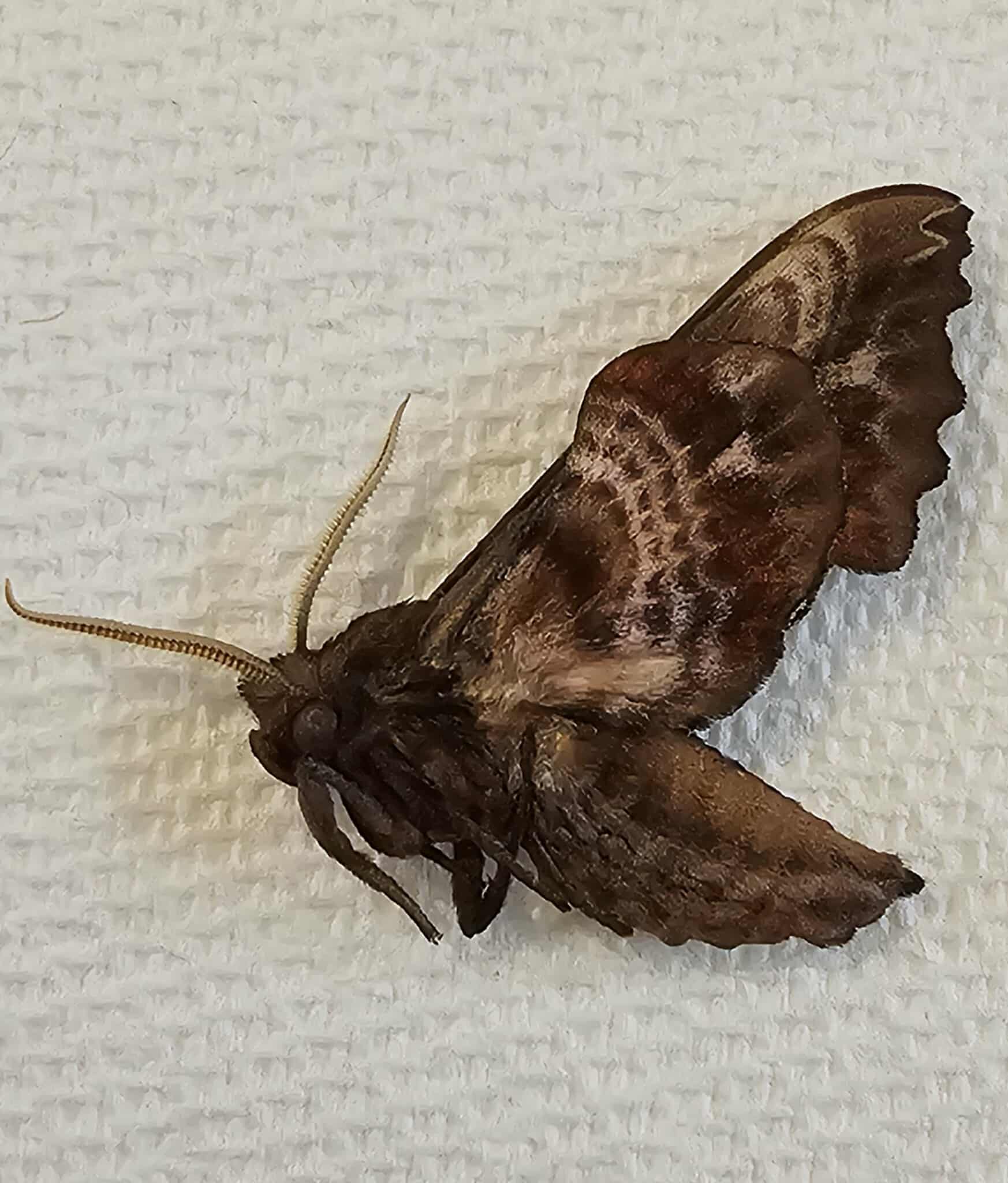 Paonias excaecata (Blinded Sphinx)