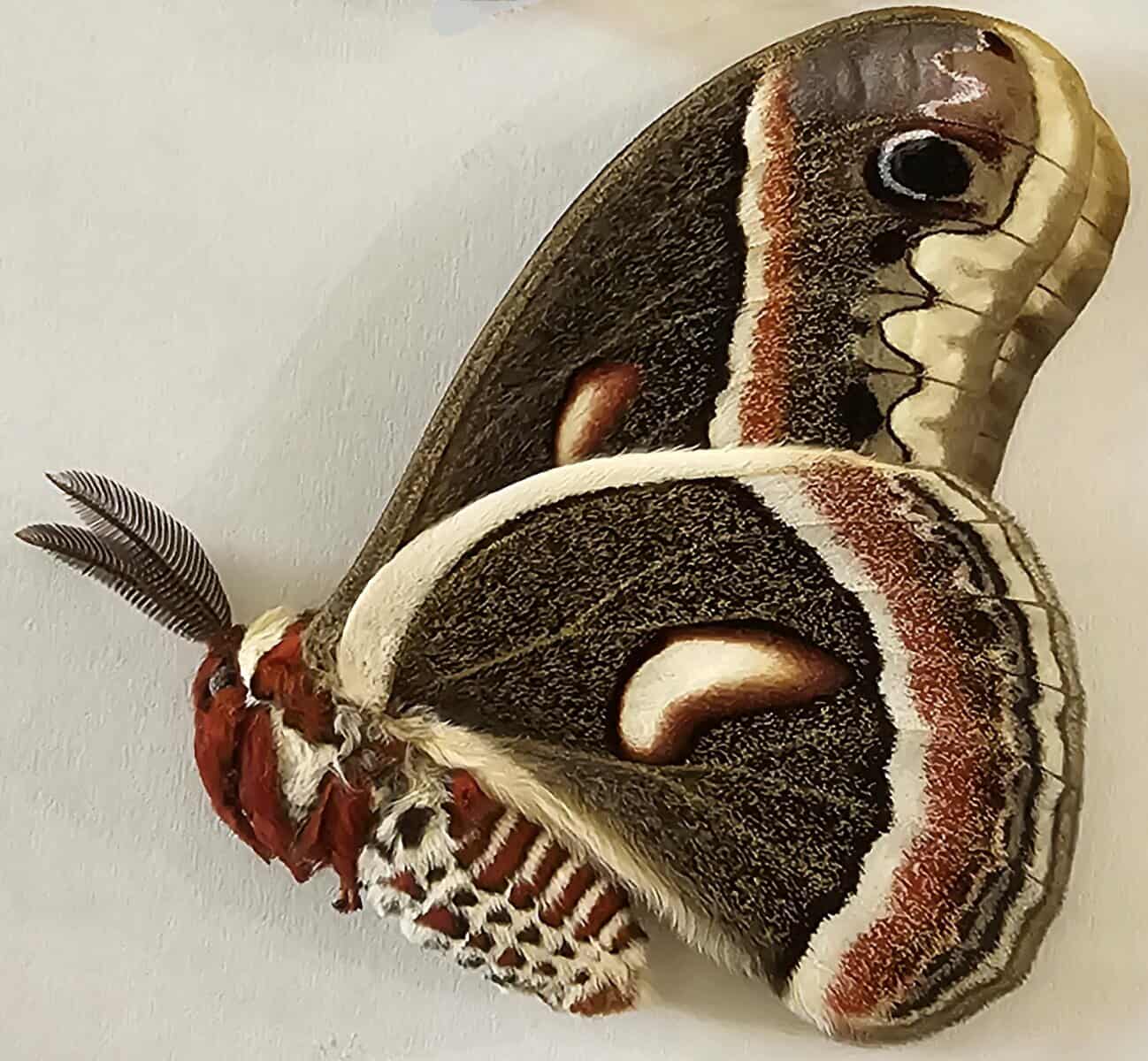 Fresh Frozen Hyalophora cecropia (male) Cecopia Moth