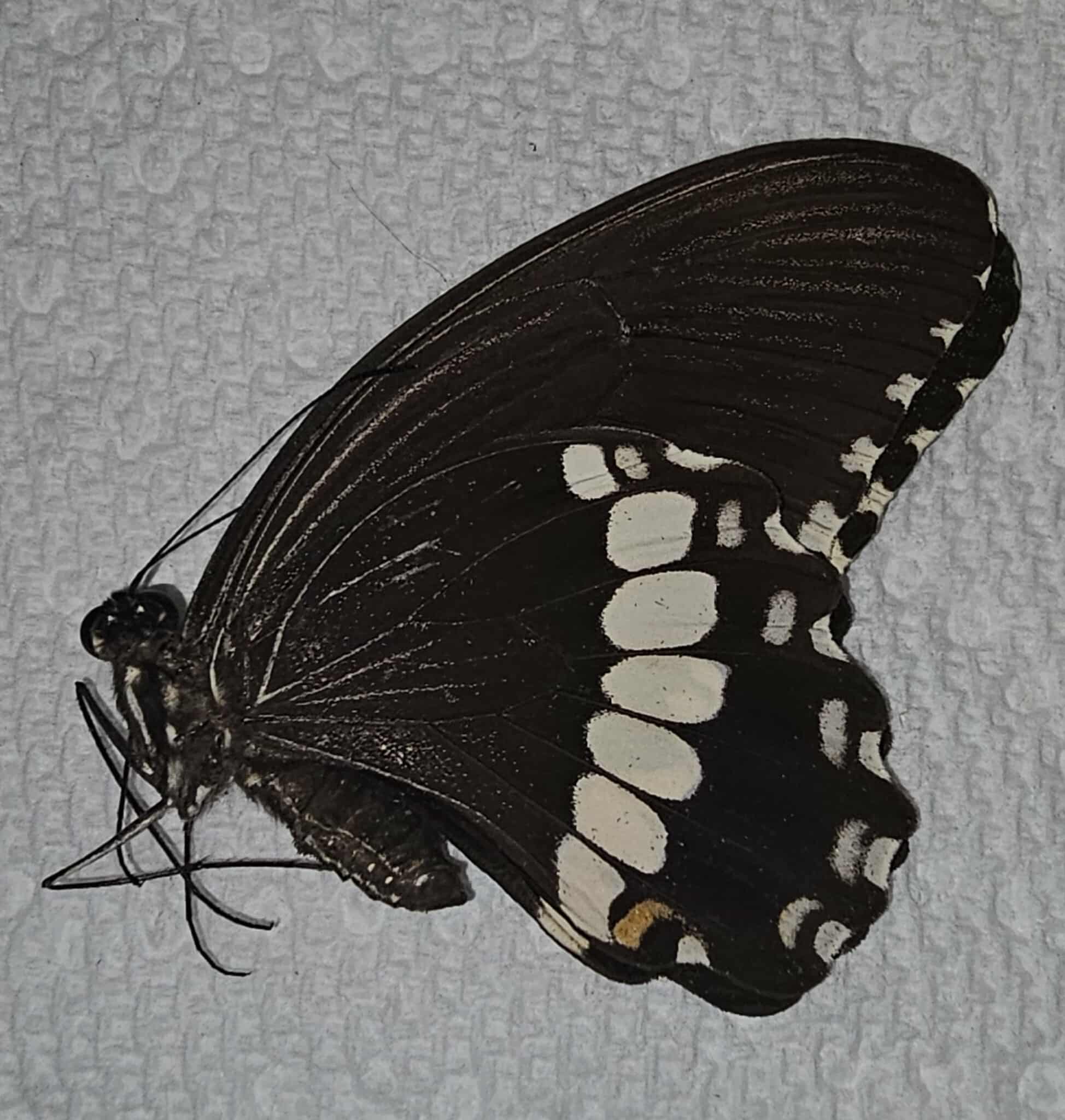 Papilio polytes (Mormon Butterfly)