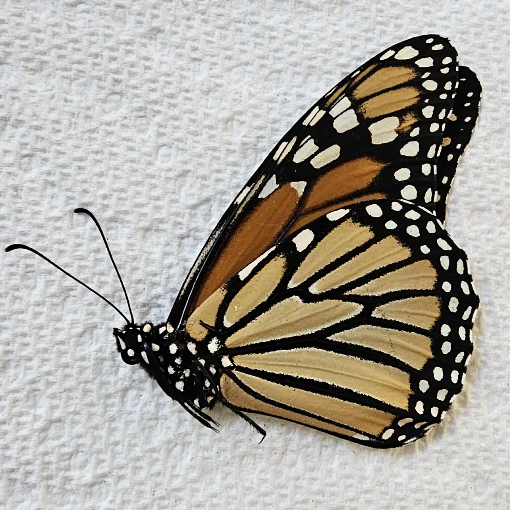 Fresh Frozen Danaus plexippus (female) Monarch