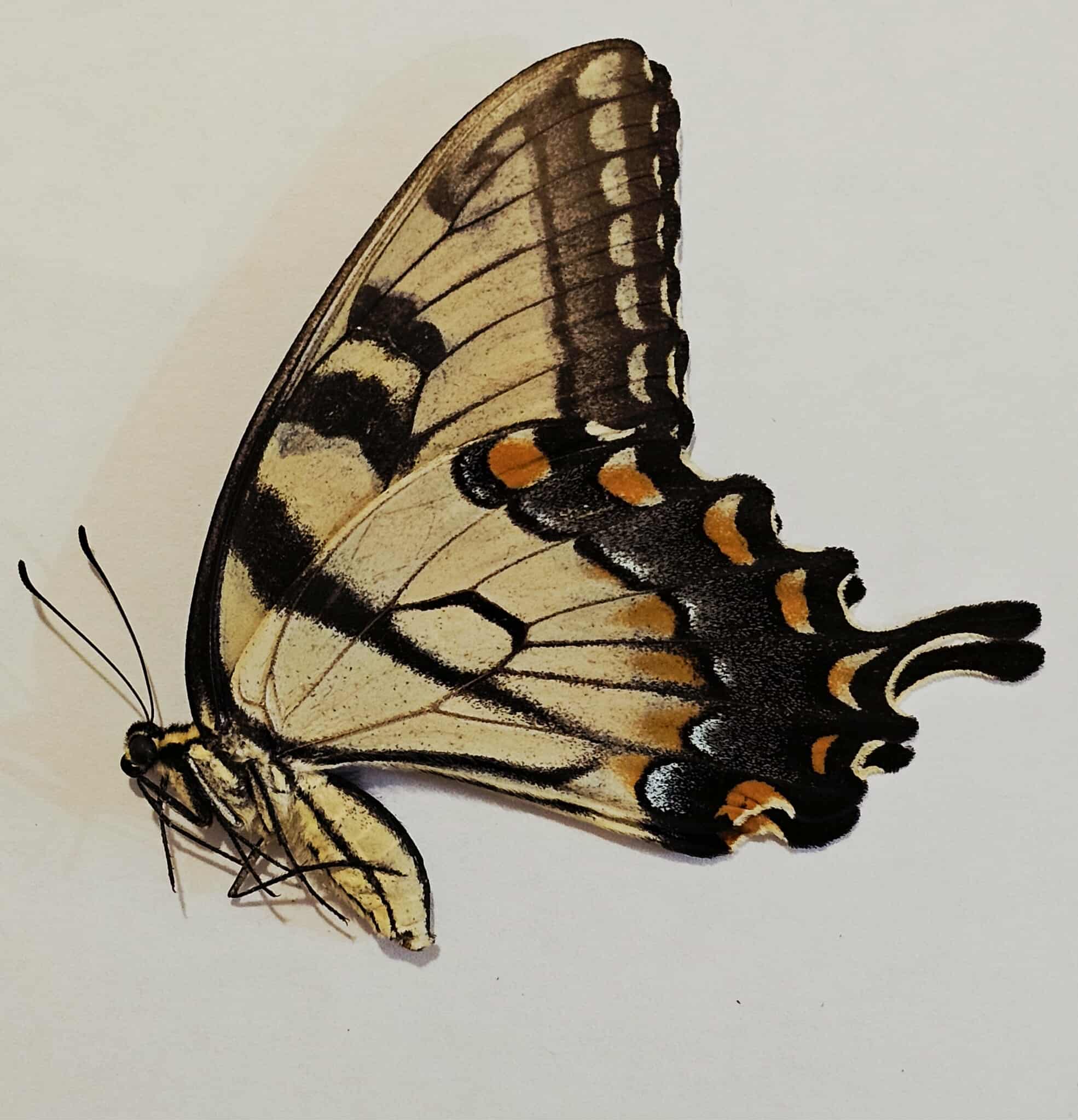 Papilio glaucus (unsexed) Eastern Tiger Swallowtail 