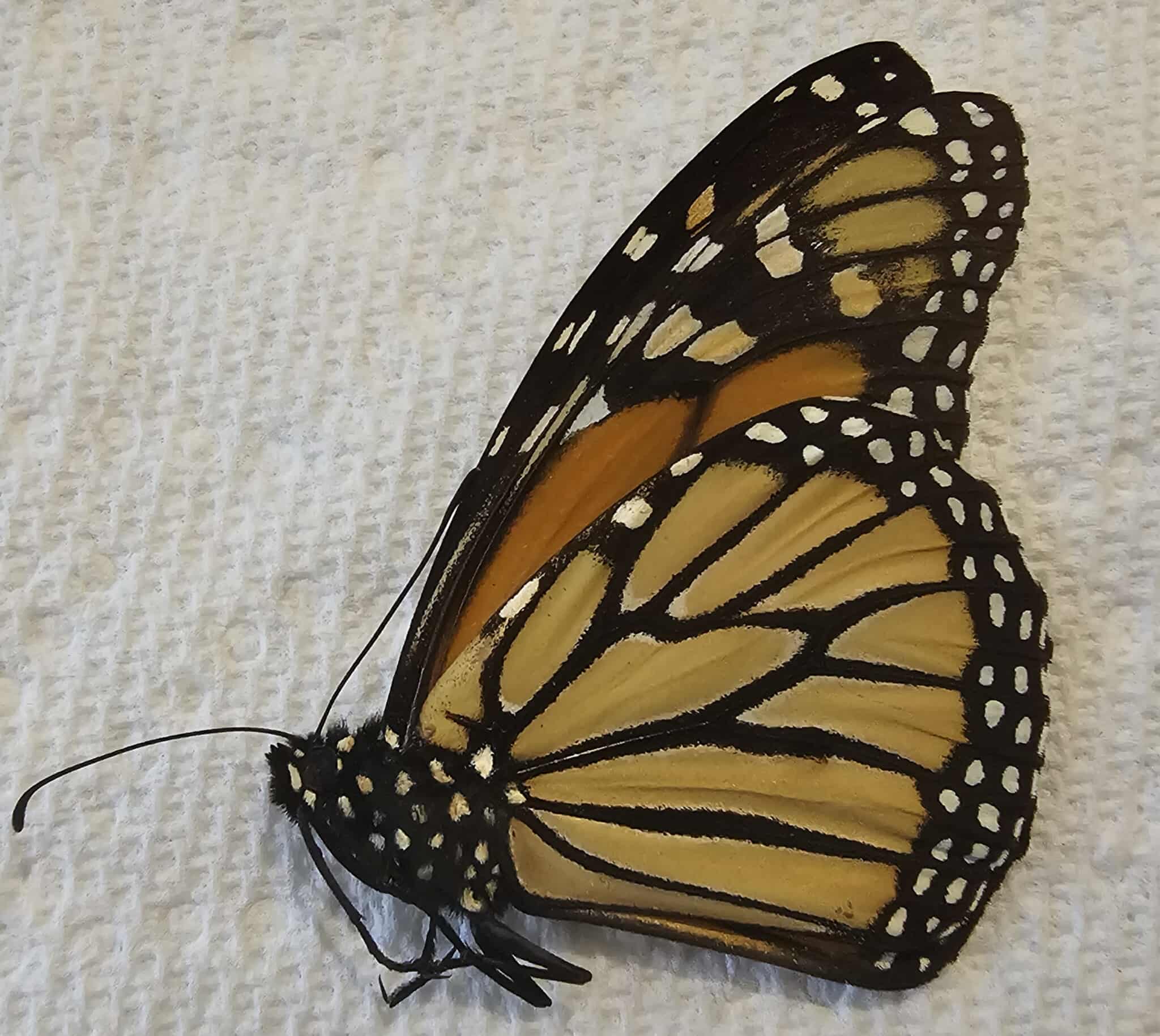 Danaus plexippus (male) Monarch Butterfly