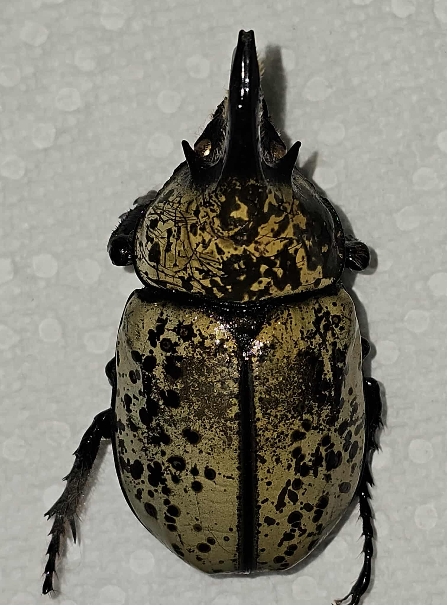 Dynastes tityus (male)